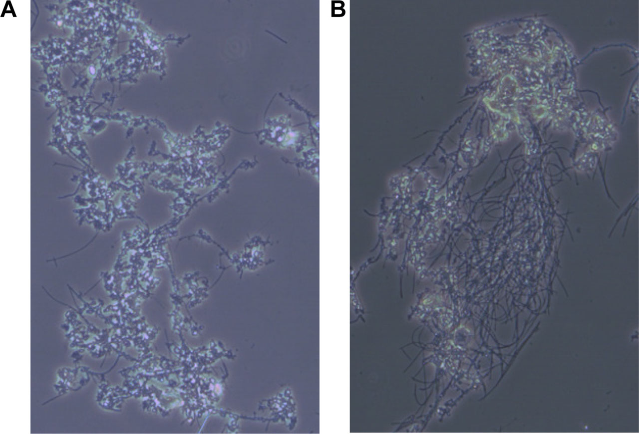 Figure 8 Photographs representing FI classes in the AS: (a) FI 2 and (b) FI 4.
