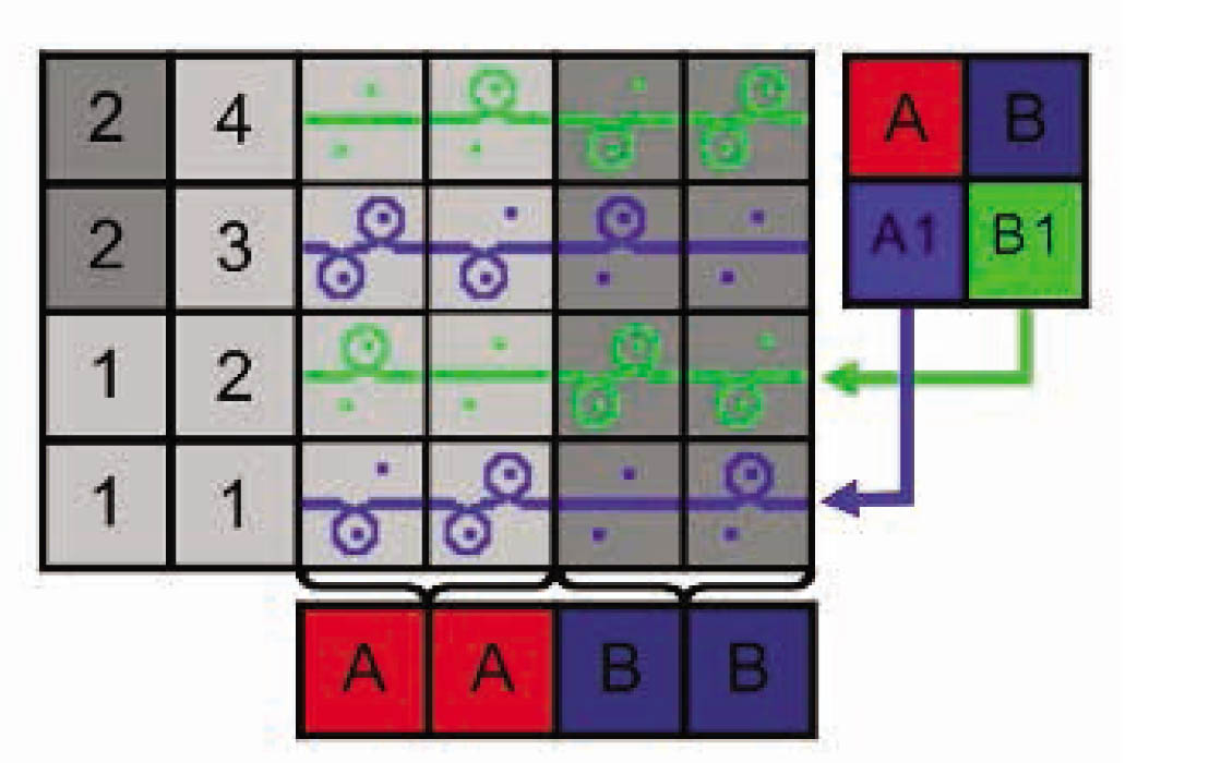 Figure 5 Two-colored bird's eye backing jacquard module and color array