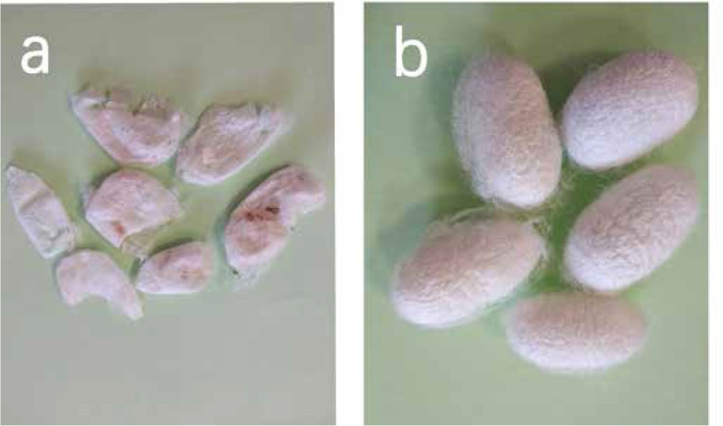 Figure 1. Appearances of sericin cocoons and common cocoons. (a) Sericin cocoon; (b) B. cocoon