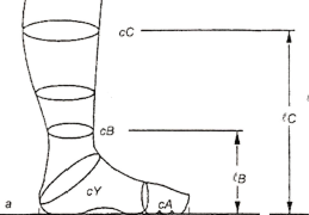 Figure 6. Standard wooden leg model