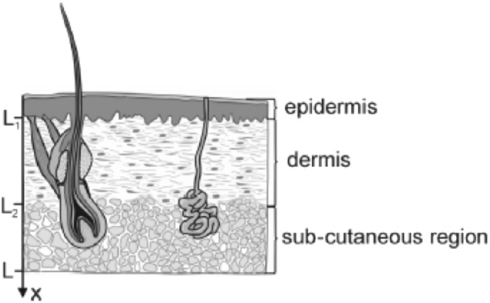 Figure 5. Composition of human skin [9].