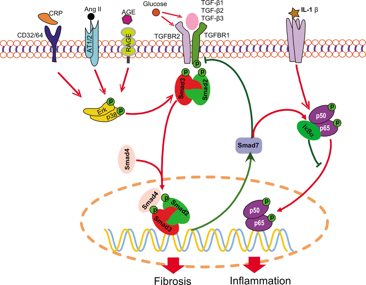 Figure 1 Regulatory pathways of TGF-β signaling in DN. Smad2/3 can be activated by both TGF-β-dependent and -independent mechanisms. Many stress molecules such as Ang II, AGE, and CRP can activate Smad2/3 to exert their biological effects via cross talk with ERK/p38 MAPK pathway. High glucose promotes the activation of latent TGF-β ligand and the transcription of Tgfb1 and Tgfbr2. In addition, Smad7 functions to counteract Smad2/3 signaling via the negative feedback loop and suppresses NF-κB activation by inducing IκBα. The red line indicates pathogenic, whereas the green line implies protective, pathways. The arrow stands for positive regulation, and the blunt line represents negative regulation. AGE, advanced glycation end product; Ang II, angiotensin II; AT1/2, Ang II type 1/2 receptor; CD, cluster of differentiation; CRP, C-reactive protein; DN, diabetic nephropathy; Erk, extracellular signal-regulated kinase; IL, interleukin; MAPK, mitogen-activated protein kinase; NF-κB, nuclear factor kappa B; RAGE, receptor of AGE; TGF-β, transforming growth factor beta; TGFBR, transforming growth factor beta receptor.