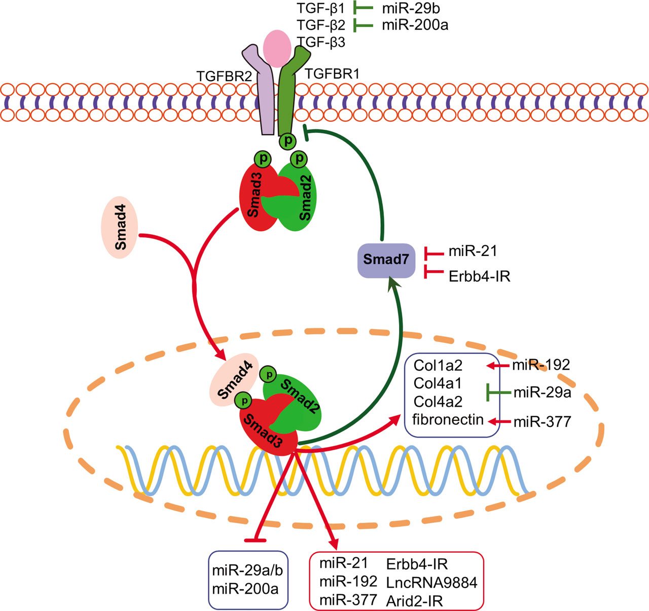 Figure 2 TGF-β/Smad3-dependent miRNAs and lncRNAs in DN. Smad3 can transcriptionally induce miR-21, miR-192, miR-377, Erbb4-IR, LncRNA9884, and Arid2-IR but suppress the miR-29a/b and miR-200a families, contributing to the modulation of renal fibrosis and inflammation in DN. The red line indicates pathogenic, whereas green line implies protective, pathways. The arrow stands for positive regulation, and blunt line represents negative regulation. DN, diabetic nephropathy; lncRNA, long noncoding RNA; miRNA (miR), microRNA; TGF-β, transforming growth factor beta; TGFBR, transforming growth factor beta receptor.