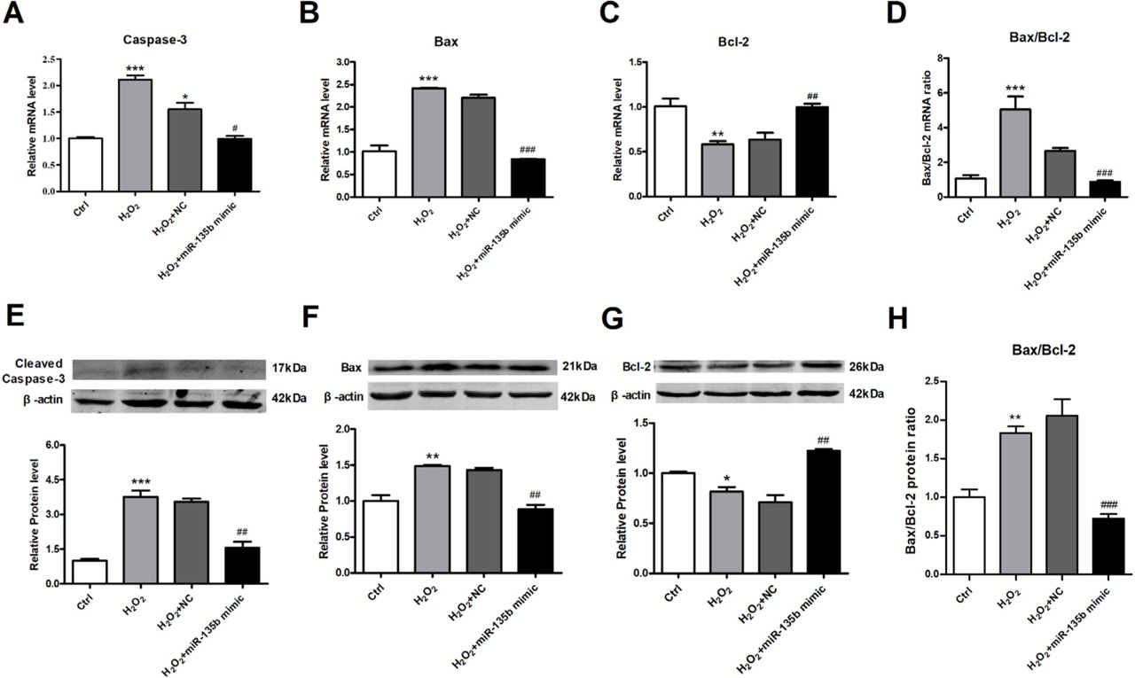 Fig. 5 Forced expression of miR-135b alters the expression of apoptosis-related protein regulators in cultured NMVCsThe mRNA expression of (A) Caspase-3 (B) Bax (C) Bcl-2 and (D) Bax/Bcl-2 mRNA ratio in vitro. The protein expression of (E) Caspase-3 (F) Bax (G) Bcl-2 and (H) Bax/Bcl-2 protein ratio in vitro. n = 3; *P < 0.05, **P < 0.01, ***P < 0.001 vs. WT, #P < 0.05, ##P < 0.01, ###P < 0.001 vs. WT+MI. The data are presented as mean ± SD.