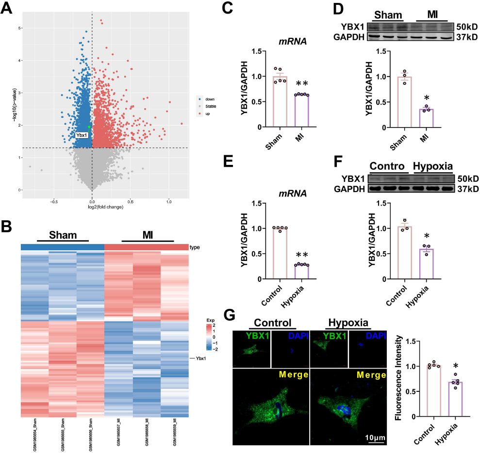 Fig. 1 
YBX1 is downregulated in ischemic hearts and hypoxic cardiomyocytes. (A) Volcano plot of differentially expressed mRNAs from the GEO database (http://www.ncbi.nlm.nih.gov/geo), showing markedly downregulated YBX1 expression in MI mice compared to the Sham group. (B) The hierarchical clustering heat map. (C, D) YBX1 levels determined by RT-PCR and Western blot. *P < 0.05, **P < 0.01, N = 3-5 duplicates/group. (E, F) Downregulation of mRNA and protein levels of YBX1 in cultured neonatal mouse cardiomyocytes (NMCMs) after hypoxia treatment for 12 h relative to cells cultured under normoxic conditions. *P < 0.05, **P < 0.01, N = 3-5 duplicates/group. (G) Immunofluorescence displaying the changes of YBX1 expression and subcellular distribution (YBX1 in green, nucleus in blue). Scale bars: 10 μm. *P < 0.05, N = 5 duplicates/group. The data are presented as mean ± SEM.

