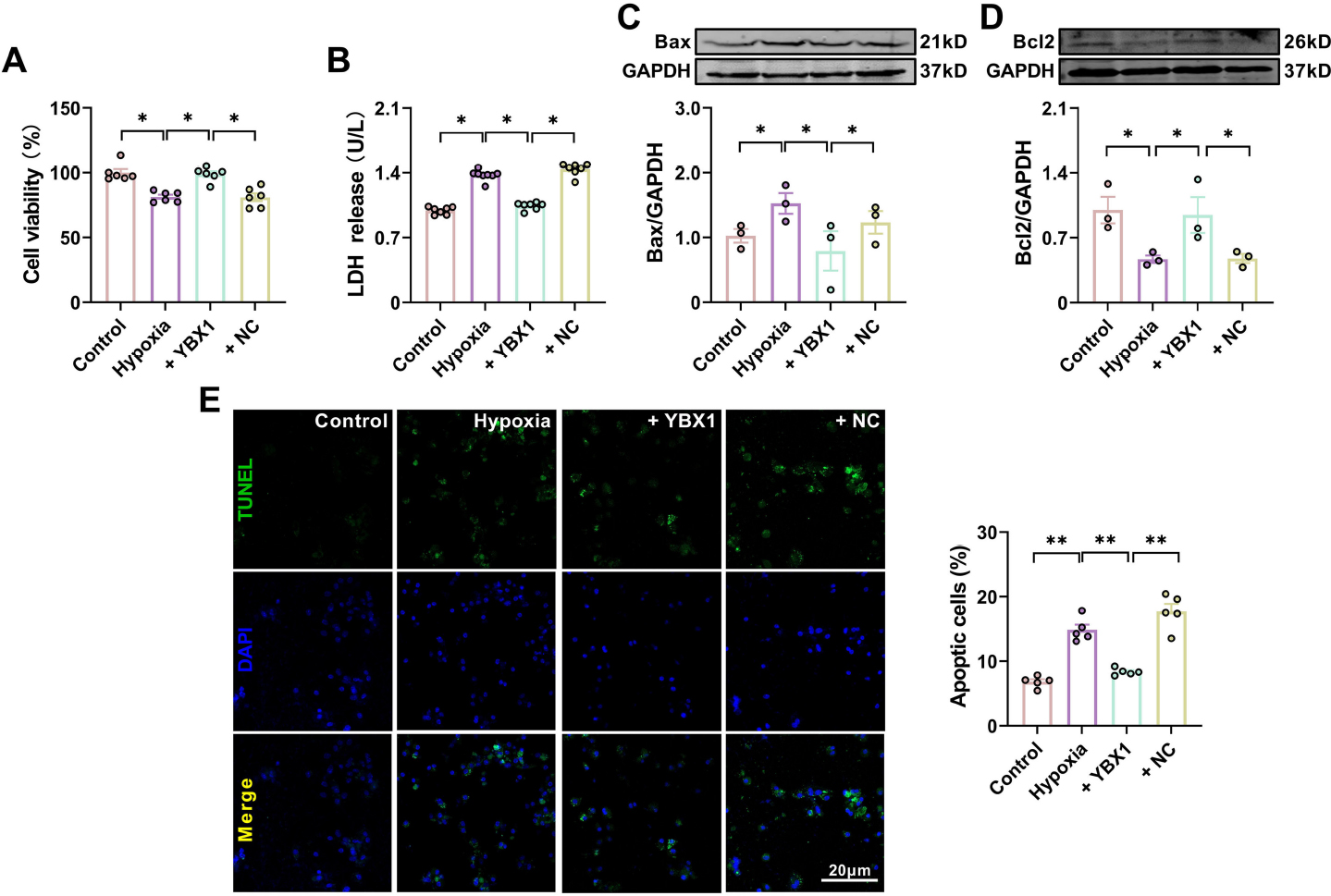 Fig. 4 
YBX1 suppresses cardiomyocyte apoptosis induced by hypoxia. (A) Viability of cardiomyocytes. *P < 0.05, N = 6 duplicates/group. (B) LDH content. *P < 0.05, N = 7 duplicates/group. (C, D) Representative Western blot bands and statistical data on Bax and Bcl-2 expression in NMCMs. *P < 0.05, N = 3 duplicates/group. (E) TUNEL photomicrographs of cardiomyocytes. Scale bar: 20 μm; ** P < 0.01, N = 5 duplicates/group. The data are presented as mean ± SEM.
