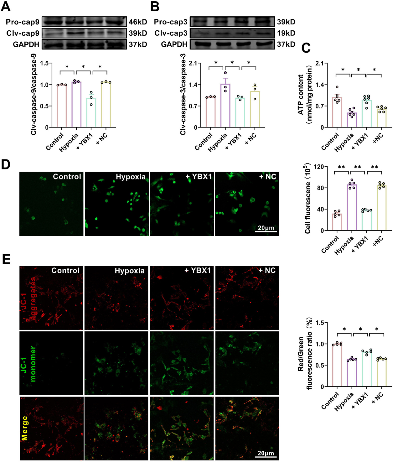 Fig. 5 
YBX1 preserves mitochondrial function in neonatal mouse cardiomyocytes (NMCMs) under hypoxic conditions. (A, B) Representative Western blot bands and statistical data on caspase-9 and caspase-3 expression in NMCMs. *P < 0.05, N = 3 duplicates/group. (C)ATP production. *P < 0.05, N = 6 duplicates/group. (D) Effects of YBX1 overexpression on ROS production. **P < 0.01, N = 6 duplicates/group. (E) Representative images of JC-1 staining for changes in mitochondrial membrane potential in NMCMs. *P < 0.05, N = 5 copies/group. The data are expressed as mean ± SEM.
