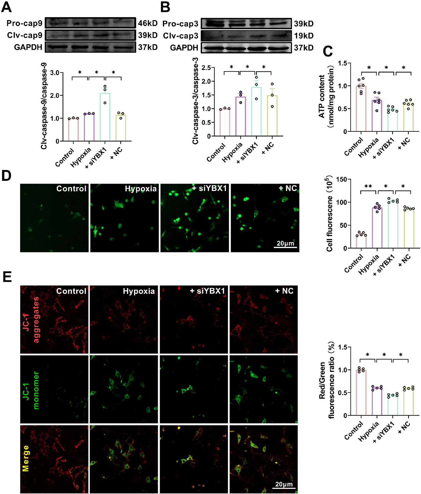 Fig. 7 
Knockdown of YBX1 aggravates mitochondrial dysfunction in hypoxic neonatal mouse cardiomyocytes (NMCMs). (A, B) Representative Western blot bands and statistical data on caspase-9 and caspase-3 expression in NMCMs. *P < 0.05, N = 3 duplicates/group. (C) ATP production. *P < 0.05, N = 6 duplicates/group. (D) Effects of YBX1 overexpression on ROS production. P < 0.05, P < 0.01, N = 6 duplicates/group. (E) Representative images of JC-1 staining in NMCMs. P < 0.05, N = 5 copies/group. The data are expressed as mean ± SEM.
