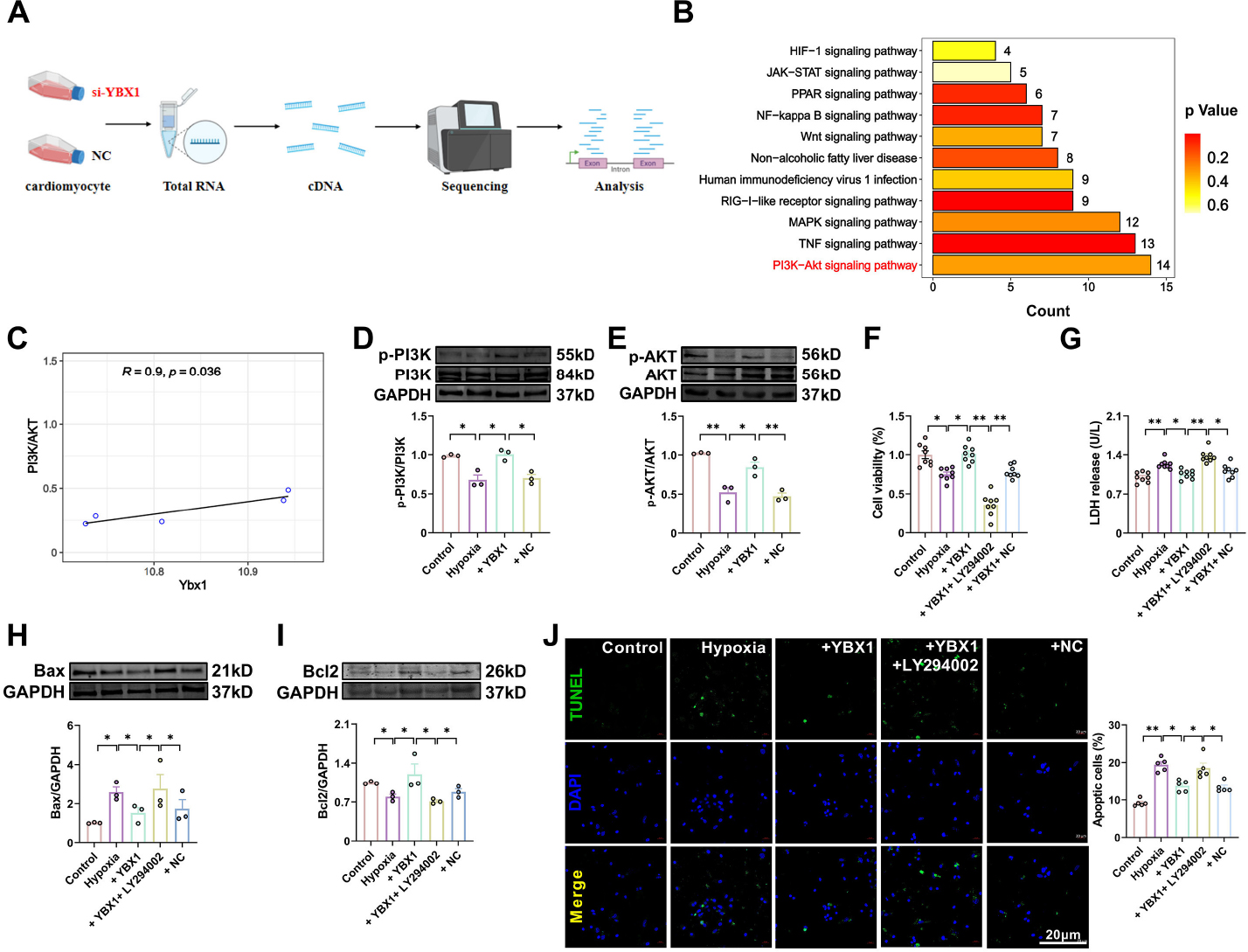 Fig. 8 
YBX1 inhibits cardiomyocyte apoptosis via the PI3K/AKT pathway. (A, B) KEGG pathway enrichment analyses on downregulated genes in NMCMs transfected with si-YBX1 relative to control cells. (C) Correlation between YBX1 and PI3K/AKT expressions. (D, E) Representative bands and statistical data on PI3K and AKT expression, as determined by Western blot analysis. The data are presented as fold changes normalized to the sham values. *P < 0.05, **P < 0.01, N = 3 duplicates/group. (F) Viability of cardiomyocytes. *P < 0.05, **P < 0.01, N = 8 duplicates/group. (G) LDH release. *P < 0.05, **P < 0.01, N = 8 duplicates/group. (H, I) Representative bands and statistical data on Bax and Bcl-2 expression, as determined by Western blot analysis. The data are presented as fold changes normalized to the sham values. *P < 0.05, N = 3 duplicates/group. (J) TUNEL assay for investigating the effect of YBX1 on apoptosis. Scale bar: 20 μm; *P < 0.05, **P < 0.01, N = 5. The data are expressed as mean ± SEM.
