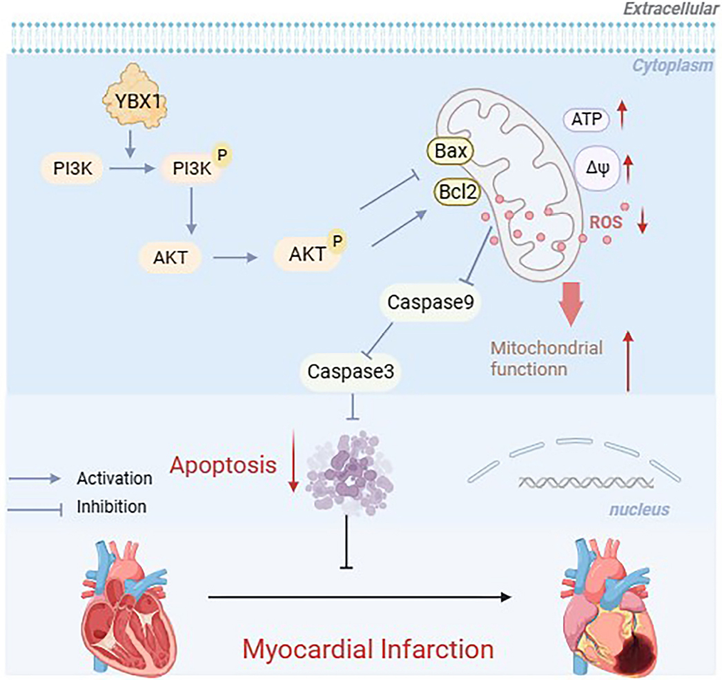 Fig. 9 
Schematic diagram depicting the protective mechanisms of YBX1 in myocardial infarction. YBX1 activates PI3K/AKT phosphorylation and inhibits the mitochondria dependent apoptosis.
