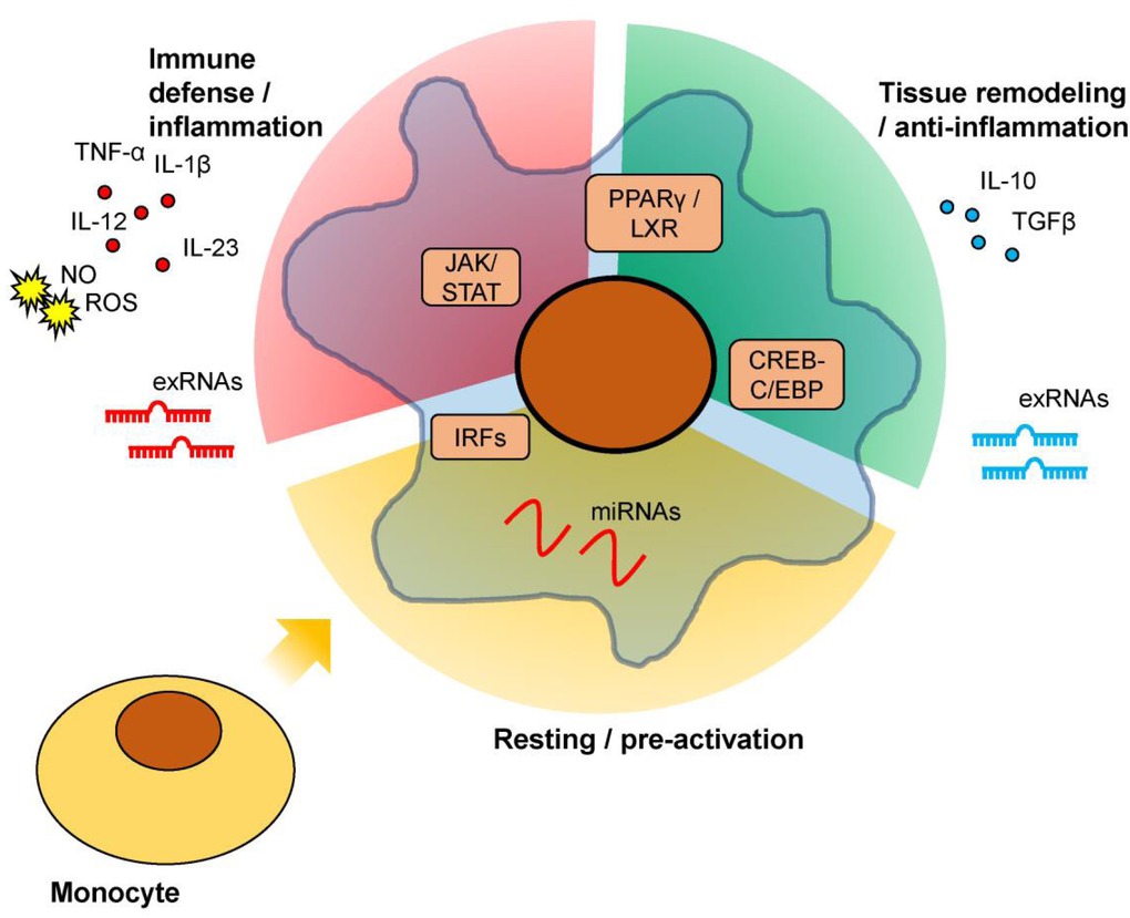Figure 1 Schematic description of multi-faced macrophage activation. Upon monocyte differentiation into macrophages, dependent on specific antigens or stimuli they encounter and controlled by intracellular regulators, macrophages may adopt different phenotypes that 1) orchestrate immune defense and/or tissue inflammation; 2) conduct anti-inflammation and/or tissue remodeling functions; 3) maintain a resting/pre-activation state until further stimulation; or other functions dependent on the specific micro-environment of the tissue loci. Secretory factors, including cytokines, reactive chemicals, and exRNAs, are an important approach for macrophages to impact tissue functions.