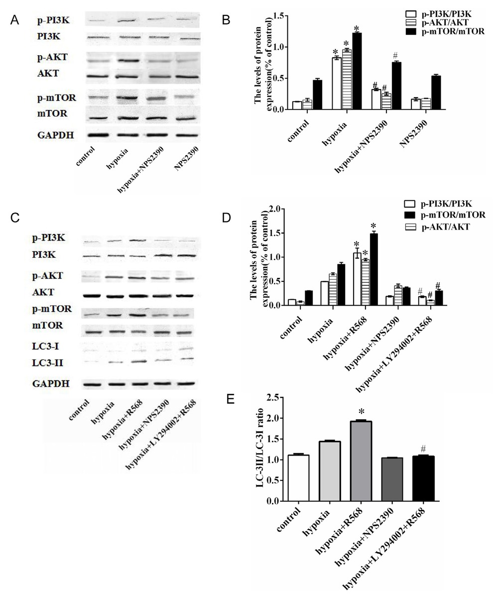 Figure 8 The effect of NPS2390 on autophagy in HPASMCs induced by hypoxia is related to the regulation of PI3K/Akt/mTOR pathways. (A) NPS2390 decreases the phosphorylation of PI3K/Akt/mTOR signals. The protein expressions were measured by western blot analysis. (B) Densitometry was applied to quantify the protein density; data were presented as mean ± SEM, n = 5. *P < 0.05 versus control group, #P < 0.05 versus hypoxia group. (C) Expression of phosphorylated-PI3K/Akt/ mTOR and LC3 proteins in HPASMCs under hypoxia with NPS2390, R568, and Akt inhibitor LY294002. (D) The ratio of normalized LC3-II to LC3-I. (E) Densitometry was applied to quantify the density of phosphorylated-PI3K/AKT/mTOR protein; data were presented as mean ± SEM, n = 5. *P < 0.05 versus hypoxia group, #P < 0.05 versus R568-treated hypoxia group.