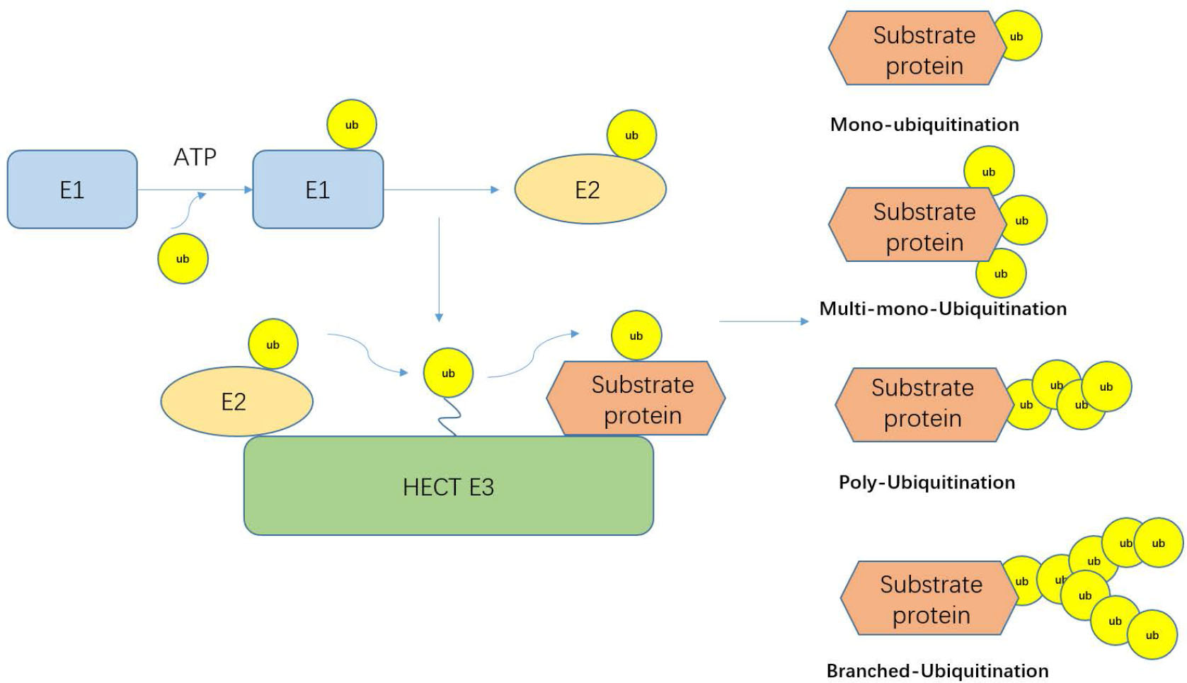 Figure 1 The ubiquitination cascade. The E1 enzyme forms a thioester bond between its active site Cys and the C-terminal Gly of ubiquitin in an ATP-dependent manner. Ubiquitin is then transferred on to the Cys residue in the active site of the E2 enzyme. E2 can bind to E3-ubiquitinated ligase. After activation, E3-ubiquitinated ligase recognizes degraded proteins and links ubiquitin to the substrate.