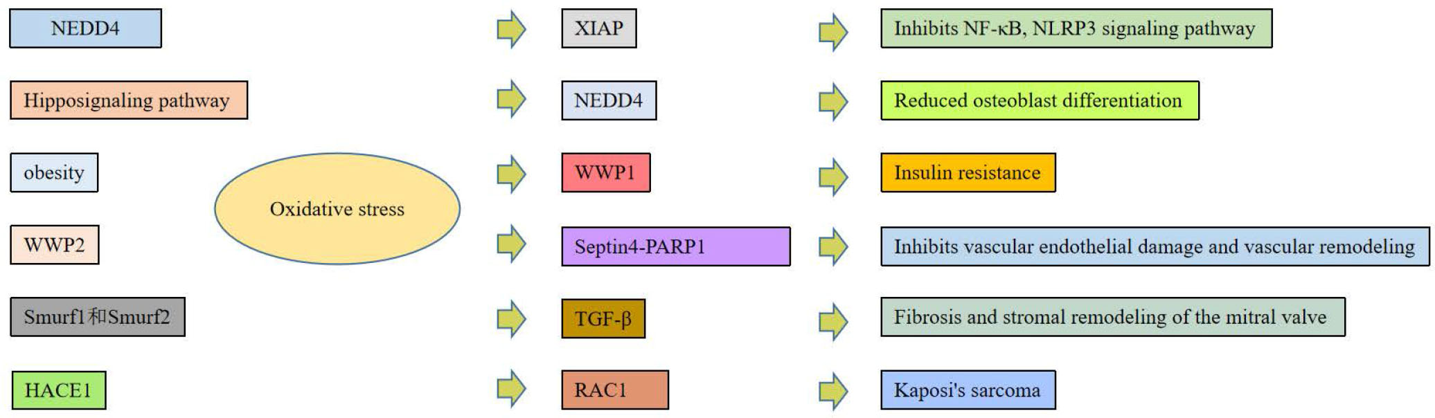 Figure 3 Overview of related functions of different HECT E3 ubiquitin ligases under oxidative stress.