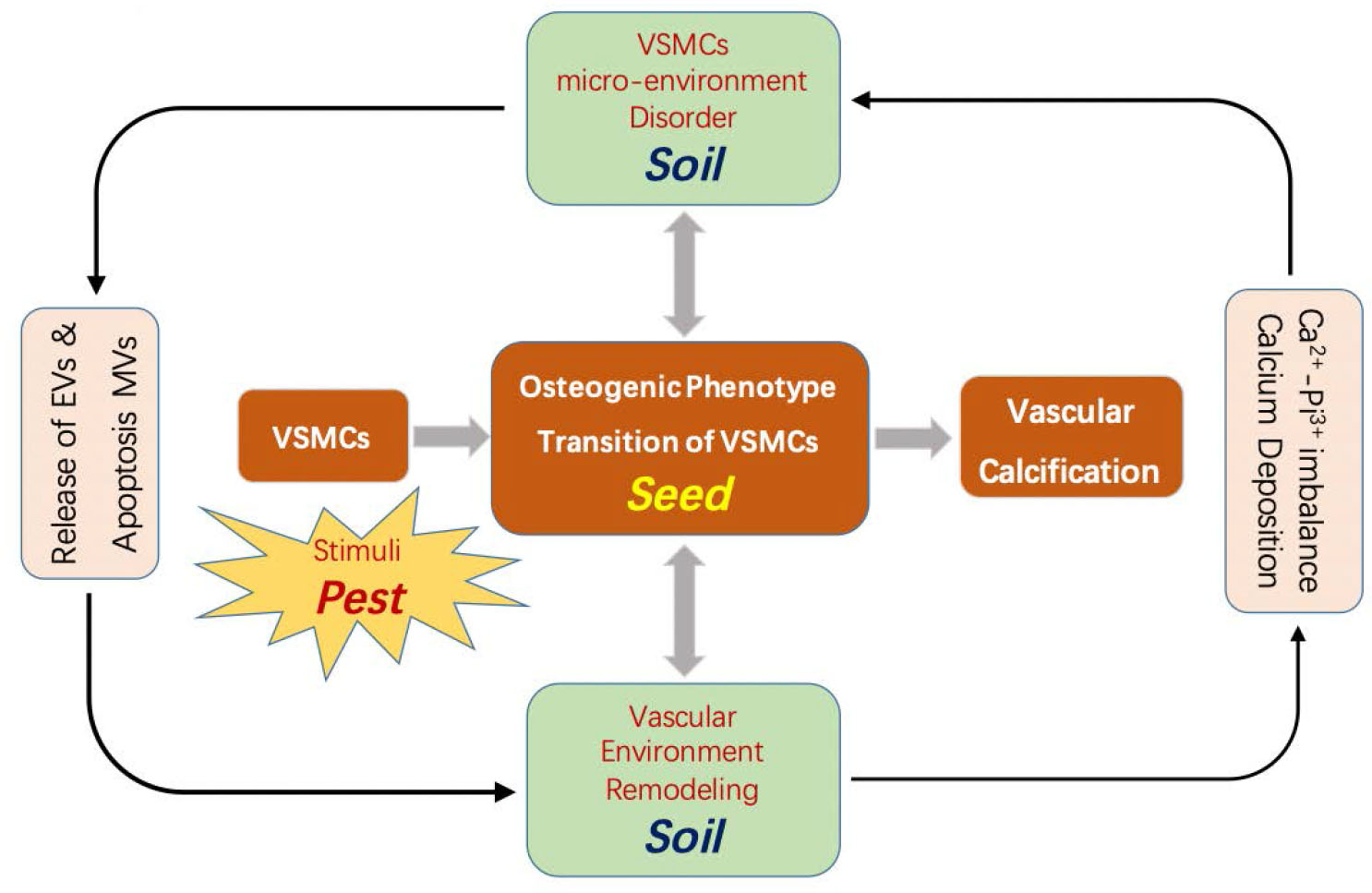 Figure 1 The “Soil-Seed-Pest” mechanism model of VC: alteration and imbalance of VSMCs microenvironment and vascular environment (soil); damage to VSMCs (seed) exposed to calcification environment, especially VSMCs that had transformed into osteogenic phenotype and senescence VSMCs; and various extracellular stimuli (pest) such as ROS damage, inflammation, and hypertension. Alteration in “soil” conditions, “seed” itself defects, and external “pest” stimuli are the three elements that work together and affect each other to form a vicious circle eventually leading to the outcome of VC. VSMC, vascular smooth muscle cell; EV, extracellular vesicle; MV, matrix vesicle.