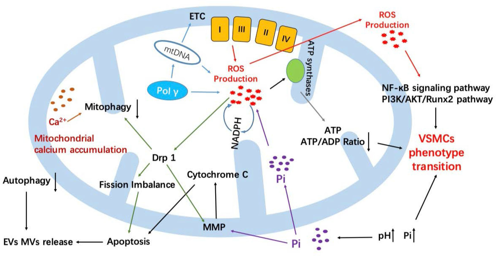 Figure 2 Summary of mitochondrial-damage-induced VC. In total, mitochondria could affect VC in three main ways. Direct damage to mtDNA caused by various of factors could damage the structure and function of ETC, such as mtDNA inherited defects or POLG-related Pol γ defects and high-phosphate environment VC such as the high-phosphate environment or due to POLG mutations and eventually lead to VC. Second, mitochondria could also directly participate in the process of VC by oxidative stress injury. ROS is a core factor for VSMCs calcification caused by activating related signaling pathway or breaking the balance of mitochondrial fusion–fission. Finally, mitochondria could indirectly regulate VC process through some biological behavior, such as autophagy/mitophagy and apoptosis; these behaviors could regulate the release of EVs or MVs and further participate in the development of VC. ETC, electron transport chain; mtDNA, mitochondrial DNA; Pol γ, DNA polymerase gamma; ROS, reactive oxygen species; NADPH, nicotinamide adenine dinucleotide phosphate; Drp1, dynamin-related protein 1; EV, extracellular vesicle; MV, matrix vesicle; Pi, inorganic phosphate; ATP, adenosine triphosphate; ADP, adenosine diphosphate; NF-ϰB, nuclear factor-kappa B; PI3K, phosphatidylinositol 3-kinase; AKT, protein kinase-B; Runx2, Runt-related transcription factor 2; VSMC, vascular smooth muscle cell; MMP, mitochondrial membrane potential.