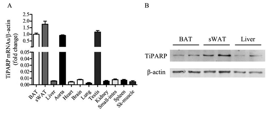 Figure 1 Expression of TiPARP in different organs and tissues. (A) TiPARP expression in BAT, sWAT, liver, aorta, heart, brain, lung, testis, kidney, small -intestine, spleen, and skeletal muscle in 8-week-old C57BL/6J male mice evaluated by real-time PCR. (B) TiPARP expression in BAT, sWAT, and liver in 8-week-old C57BL/6J male mice evaluated by Western blot. TiPARP: TCDD-inducible poly (ADP-ribose) polymerase; BAT: brown adipose tissue; sWAT: subcutaneous white adipose tissue.