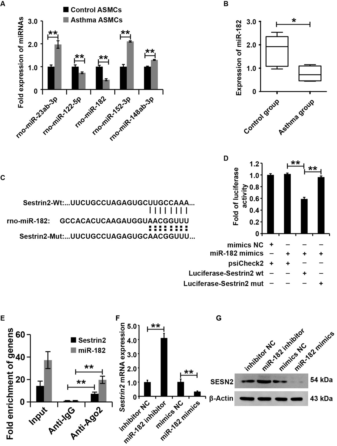 Figure 3 Sestrin2 was regulated by miR-182 in ASMCs from the asthma group. (A) qPCR assay analysis of miRNA expression in asthma and control ASMC cells. U6 served as an internal reference. (B) qPCR analysis of miR-182 expression in the air of asthmatic rats. U6 served as an internal reference. (C and D) Luciferase reporter assay analysis of the interaction between miR-182 and the 3'-UTR of Sestrin2. (E) Ago-RIP analysis of the interaction between miR-182 and Sestrin2. (F) qPCR analysis of Sestrin2 expression. (G) Western blot analysis of Sestrin2 expression. qPCR, luciferase reporter assay was repeated three times. miRNA expression was normalized to U6, and Sestrin2 expression was normalized to β-actin. *P < 0.05, **P < 0.01.