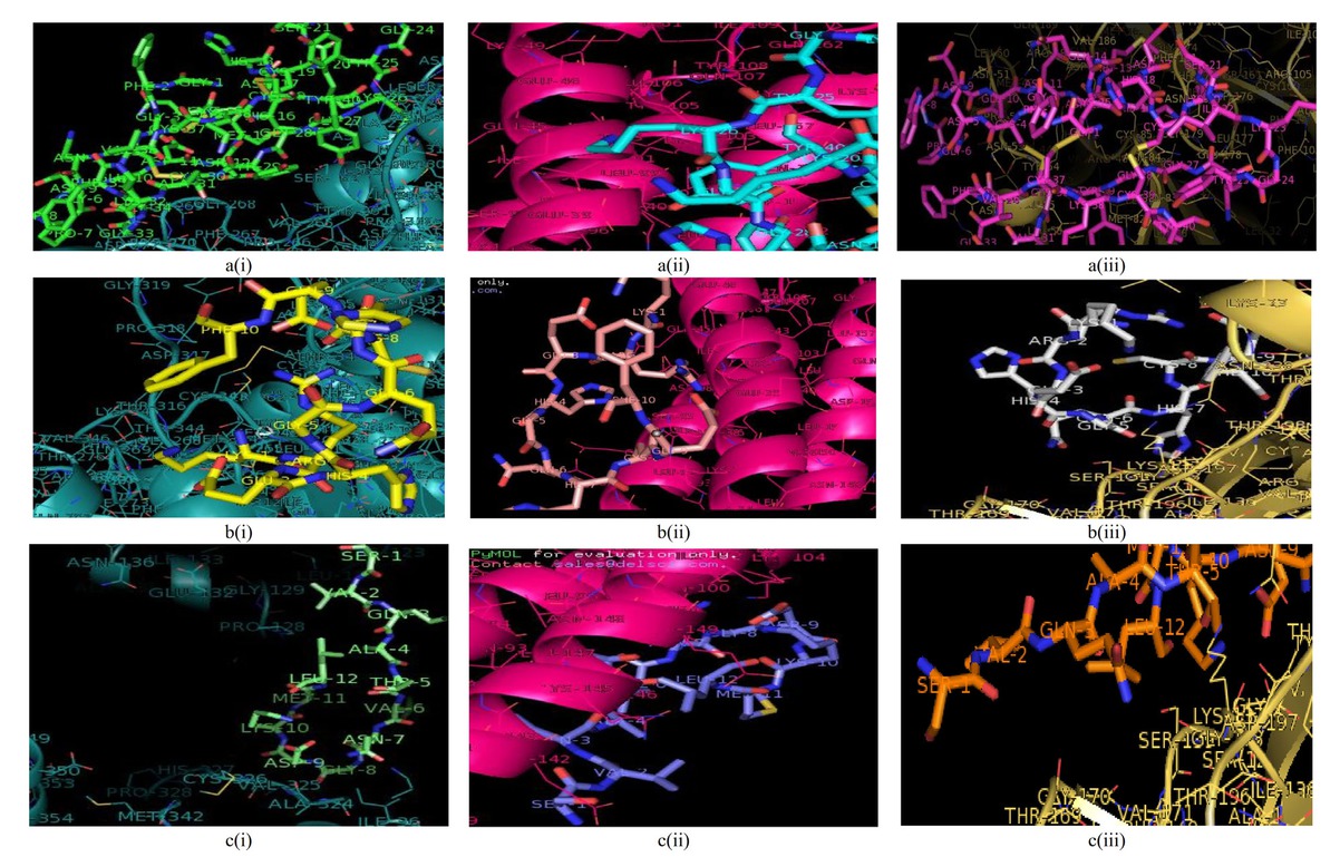 Figure 1 3D illustration of the interactions between the complexes of (A) angiotensin-converting enzyme-related carboxypeptidase, (B) SARS-Coronavirus HR2 Domain, and (C) COVID-19 main protease with (i) plectasin, (ii) PRP, and (iii) PCS. PCS: peptide from Clitocybe sinopica; PRP: peptide from Russula paludosa.