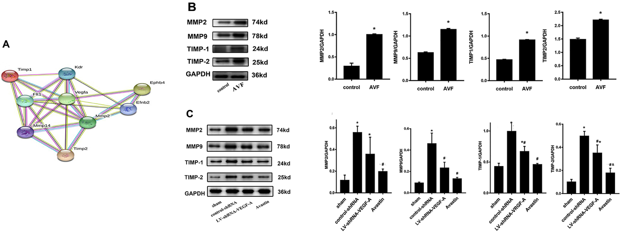 Figure 4: (A) Bioinformatics network of interaction among VEGF-A and its downstream-regulated molecules MMP2, TIMP1, TIMP2, and EphB4 by analyzing STRING PPI database. (B) MMP2, MMP9, TIMP1, and TIMP2 protein expression levels in the tissue of outflow veins in patients of different groups. MMP2, MMP9, TIMP1, and TIMP2 were higher in the AVF groups. (C) MMP2, MMP9, TIMP1, and TIMP2 in the four mice groups. The level of MMP9 expression was lower in the Avastin and LV-shRNA groups compared with the control-shRNA group on day 14 (P < 0.05), and the level of MMP2 expression was lower in the Avastin group compared with the control-shRNA group (P < 0.05). The expression of TIMP1 and TIMP2 in the outflow vein was significantly lower in the Avastin-treated group and LV-shRNA–transduced group compared with the control-shRNA group (P < 0.05). Also, there was a substantial difference in TIMP2 expression between Avastin-treated and LV-shRNA groups (P < 0.05).
*Indicates a significant difference compared with the sham group (P < 0.05).
#Indicates a significant difference compared with the control-shRNA group (P < 0.05).
&indicates a significant difference compared with the LV-shRNA-VEGF group.
Values are shown as means ± SD from three independent experiments. Representative images are shown from a total of four animals per group.