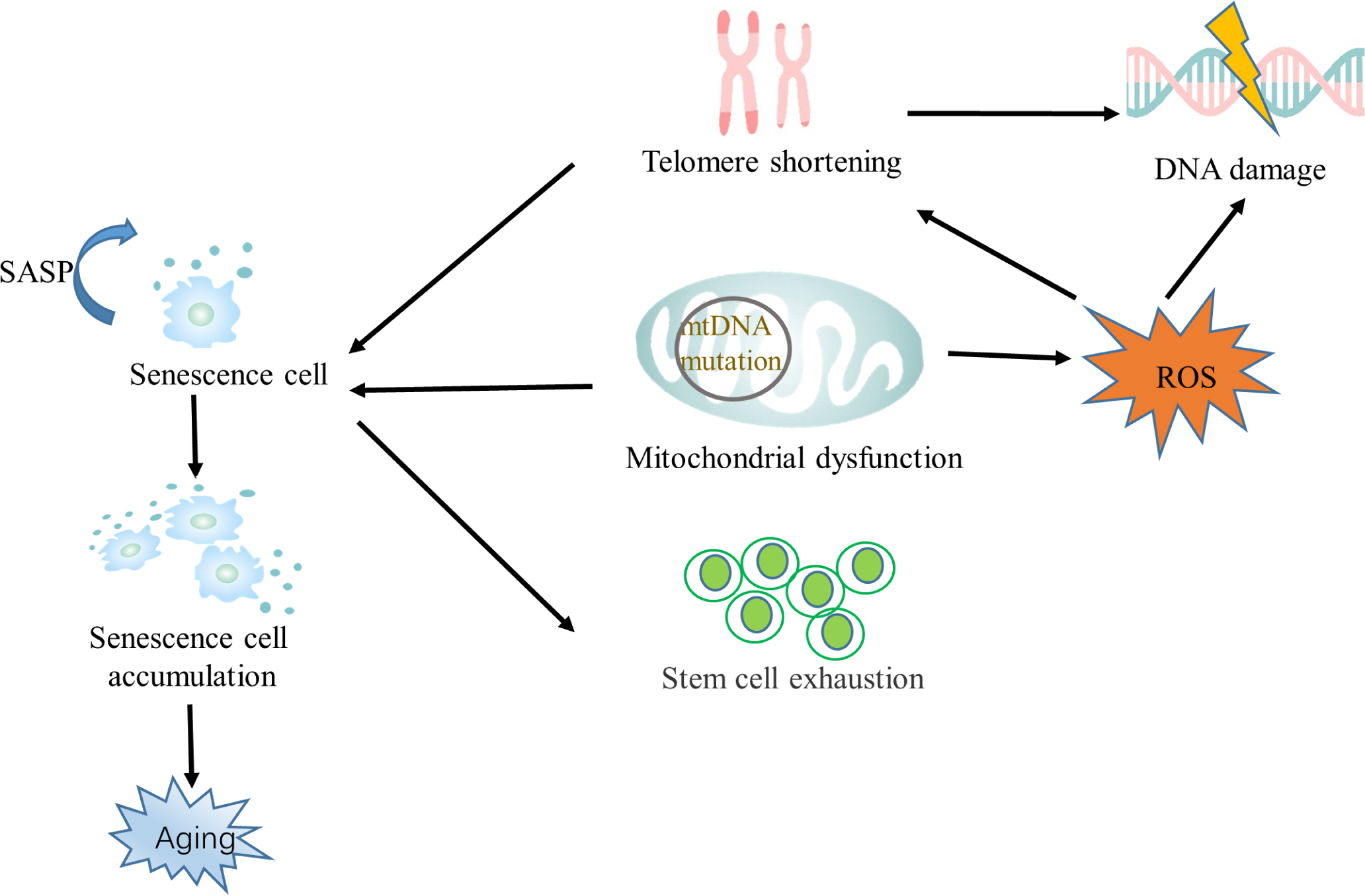 Figure 1: The relationship between senescence and its hallmarks mtDNA, mitochondrial DNA; ROS, reactive oxygen species; SASP, senescence-associated secretory phenotype