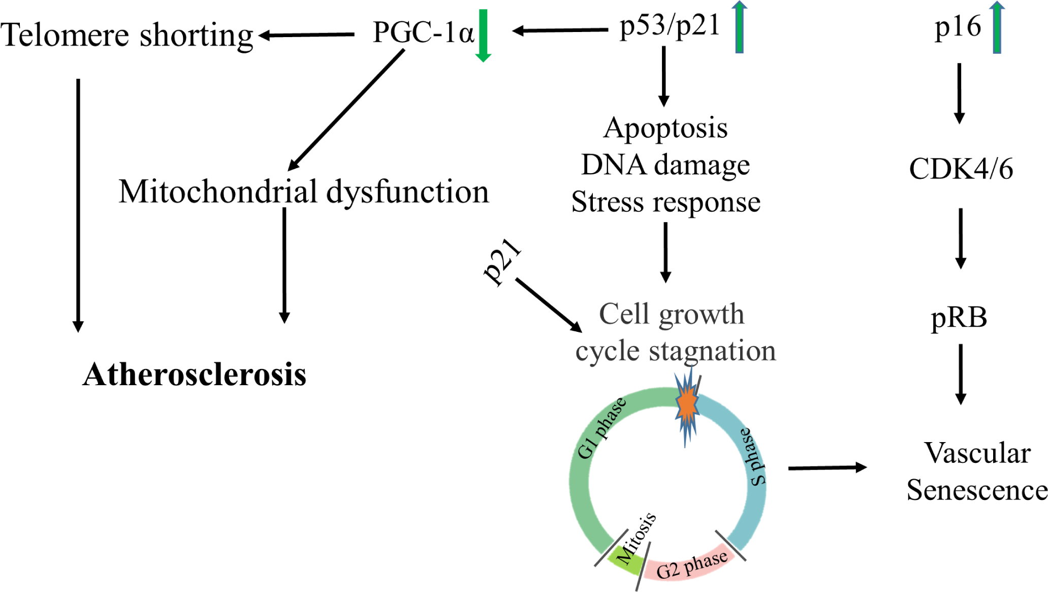 Figure 2: p53/p21 and p16 pathways in vascular senescence CDK, cyclin-dependent kinase; PGC-1α, peroxisome proliferator-activated receptor γ coactivator-1α; pRB, p16–retinoblastoma protein