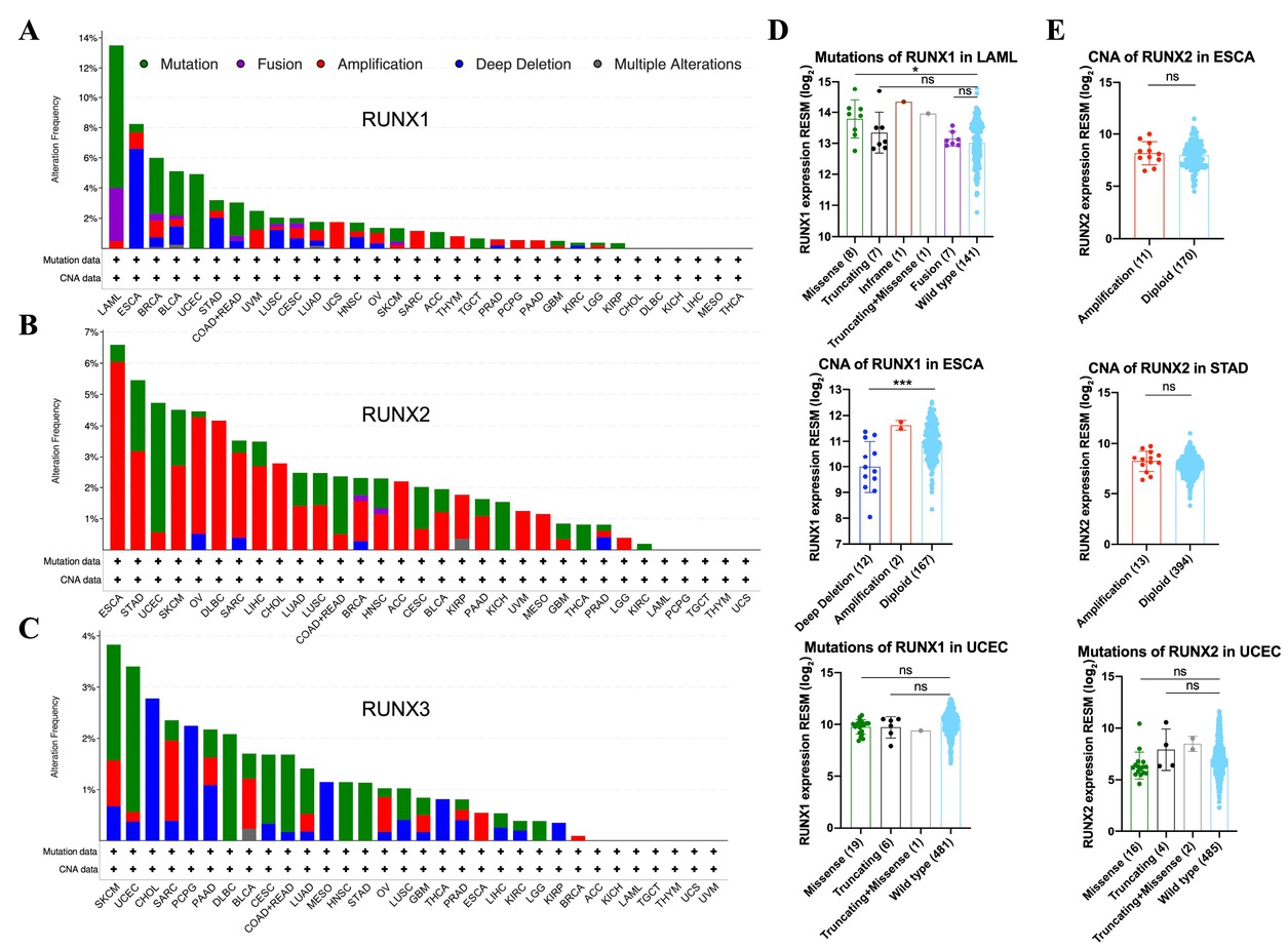 Figure 4 Pan-cancer genetic alterations in RUNX genes. Bar graphs showing the frequencies of genetic alteration in (A) RUNX1, (B) RUNX2, and (C) RUNX3 genes. Relationship between the genetic alteration and expression of (D) RUNX1 in LAML, ESCA, and UCEC and (E) RUNX2 in ESCA, STAD, and UCEC. *P < 0.05, **P < 0.01, ***P < 0.001. LAML: acute myeloid leukemia; ESCA: esophageal carcinoma; UCEC: uterine corpus endometrial carcinoma; STAD: stomach adenocarcinoma; ns: not significant (P > 0.05); BRCA: breast carcinoma; BLCA: bladder urothelial carcinoma; COAD: colon adenocarcinoma; UVM: uveal melanoma; LUSC: lung squamous cell carcinoma; CESC: cervical squamous cell carcinoma and endocervical adenocarcinoma; LUAD: lung adenocarcinoma; HNSC: head and neck squamous cell carcinoma; SKCM: skin cutaneous melanoma; THYM: thymoma; TGCT: testicular germ cell tumors; PRAD: prostate adenocarcinoma; PAAD: pancreatic adenocarcinoma; GBM: glioblastoma multiforme; KIRC: kidney renal clear cell carcinoma; LGG: lower-grade glioma; KIRP: kidney renal papillary cell carcinoma; DLBC: lymphoid neoplasm diffuse large B-cell lymphoma; KICH: kidney chromophobe; LIHC: liver hepatocellular carcinoma; THCA: thyroid carcinoma; READ: rectum adenocarcinoma; UCS: uterine carcinosarcoma; OV: ovarian serous cystadenocarcinoma; SARC: sarcoma; ACC: adrenocortical carcinoma; PCPG: pheochromocytoma and paraganglioma; CHOL: cholangiocarcinoma; MESO: mesothelioma.