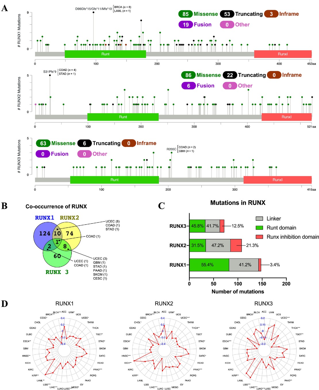 Figure 5 RUNX mutations in cancer. (A) Pan-cancer amino acid mutations in RUNX in TCGA. Hotspot mutations are indicated. (B) Co-occurrence of RUNX mutations. (C) The distribution frequency of mutations in the domains of each RUNX family protein. (D) Correlation between the expression of RUNX genes and TMB. *P < 0.05, **P < 0.01, and ***P < 0.001. TCGA: The Cancer Genome Atlas; TMB: tumor mutation burden; COAD: colon adenocarcinoma; STAD: stomach adenocarcinoma; GBM: glioblastoma multiforme; UCEC: uterine corpus endometrial carcinoma; PAAD: pancreatic adenocarcinoma; SKCM: skin cutaneous melanoma; CESC: cervical squamous cell carcinoma and endocervical adenocarcinoma; UVM: uveal melanoma; THYM: thymoma; THCA: thyroid carcinoma; TGCT: testicular germ cell tumors; PRAD: prostate adenocarcinoma; LUSC: lung squamous cell carcinoma; LUAD: lung adenocarcinoma; LIHC: liver hepatocellular carcinoma; LGG: lower-grade glioma; LAML: acute myeloid leukemia; KIRP: kidney renal papillary cell carcinoma; KIRC: kidney renal clear cell carcinoma; KICH: kidney chromophobe; HNSC: head and neck squamous cell carcinoma; GBM: glioblastoma multiforme; ESCA: esophageal carcinoma; DLBC: lymphoid neoplasm diffuse large B-cell lymphoma; BRCA: breast carcinoma; BLCA: bladder urothelial carcinoma; ACC: adrenocortical carcinoma; UCS: uterine carcinosarcoma; SARC: sarcoma; MESO: mesothelioma; READ: rectum adenocarcinoma; PCPG: pheochromocytoma and paraganglioma; OV: ovarian serous cystadenocarcinoma; CHOL: cholangiocarcinoma.