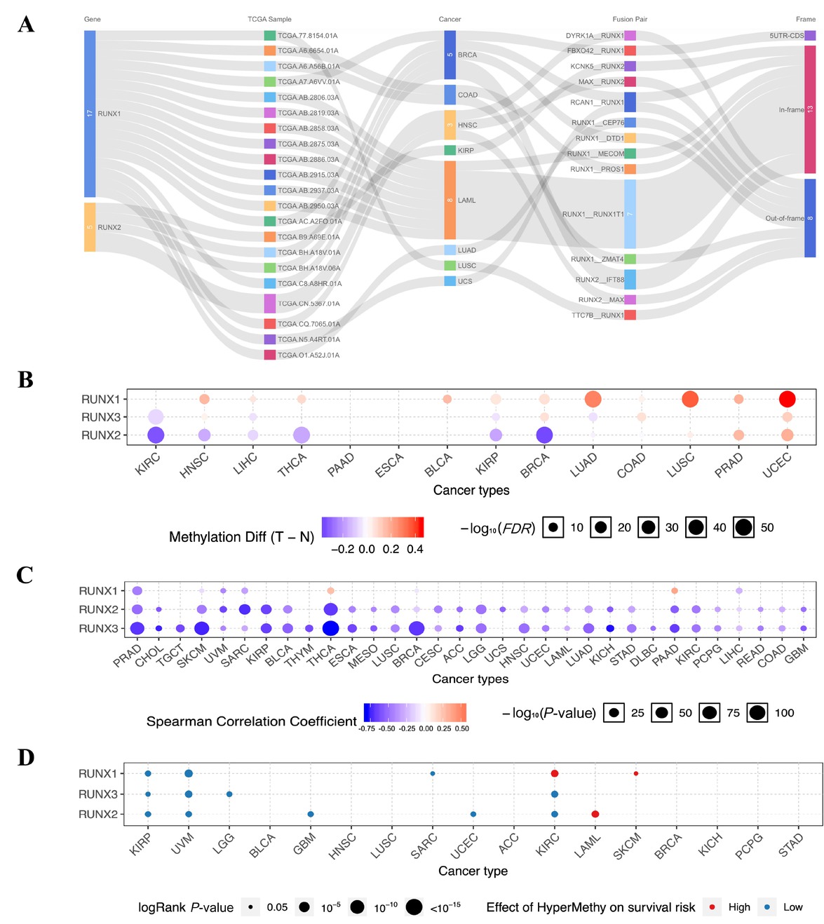 Figure 6 Pan-cancer fusion gene and methylation analysis of RUNX. (A) Fusion gene analysis of RUNX in cancer. (B) Differential methylation bubble plot showing changes in RUNX methylation between tumor and normal samples for each cancer type. Blue points represent reduced methylation in tumors; red points represent increased methylation in tumors; the deeper the color, the higher the difference; point size represents significance; bigger the point, higher the significance. (C) Pearson correlation between methylation and RUNX mRNA expression. Blue points represent negative correlations; red points represent positive correlations; the deeper the color, the greater the correlation. (D) Survival difference between individuals with hypermethylated and hypomethylated RUNX genes. Only genes with a significant log P-value (≤0.05) are shown in the figure. The red point indicates the high risk of the high-methylation group; the blue point indicates the low risk of the high-methylation group; BRCA: breast carcinoma; COAD: colon adenocarcinoma; HNSC: head and neck squamous cell carcinoma; KIRP: kidney renal papillary cell carcinoma; LAML: acute myeloid leukemia; LUAD: lung adenocarcinoma; LUSC: lung squamous cell carcinoma; KIRC: kidney renal clear cell carcinoma; LIHC: liver hepatocellular carcinoma; THCA: thyroid carcinoma; PAAD: pancreatic adenocarcinoma; ESCA: esophageal carcinoma; BLCA: bladder urothelial carcinoma; PRAD: prostate adenocarcinoma; UCEC: uterine corpus endometrial carcinoma; TGCT: testicular germ cell tumors; SKCM: skin cutaneous melanoma; UVM: uveal melanoma; THYM: thymoma; CESC: cervical squamous cell carcinoma and endocervical adenocarcinoma; LGG: lower-grade glioma; KICH: kidney chromophobe; STAD: stomach adenocarcinoma; DLBC: lymphoid neoplasm diffuse large B-cell lymphoma; GBM: glioblastoma multiforme; ACC: adrenocortical carcinoma; UCS: uterine carcinosarcoma; SARC: sarcoma; MESO: mesothelioma; READ: rectum adenocarcinoma; PCPG: pheochromocytoma and paraganglioma; CHOL: cholangiocarcinoma.