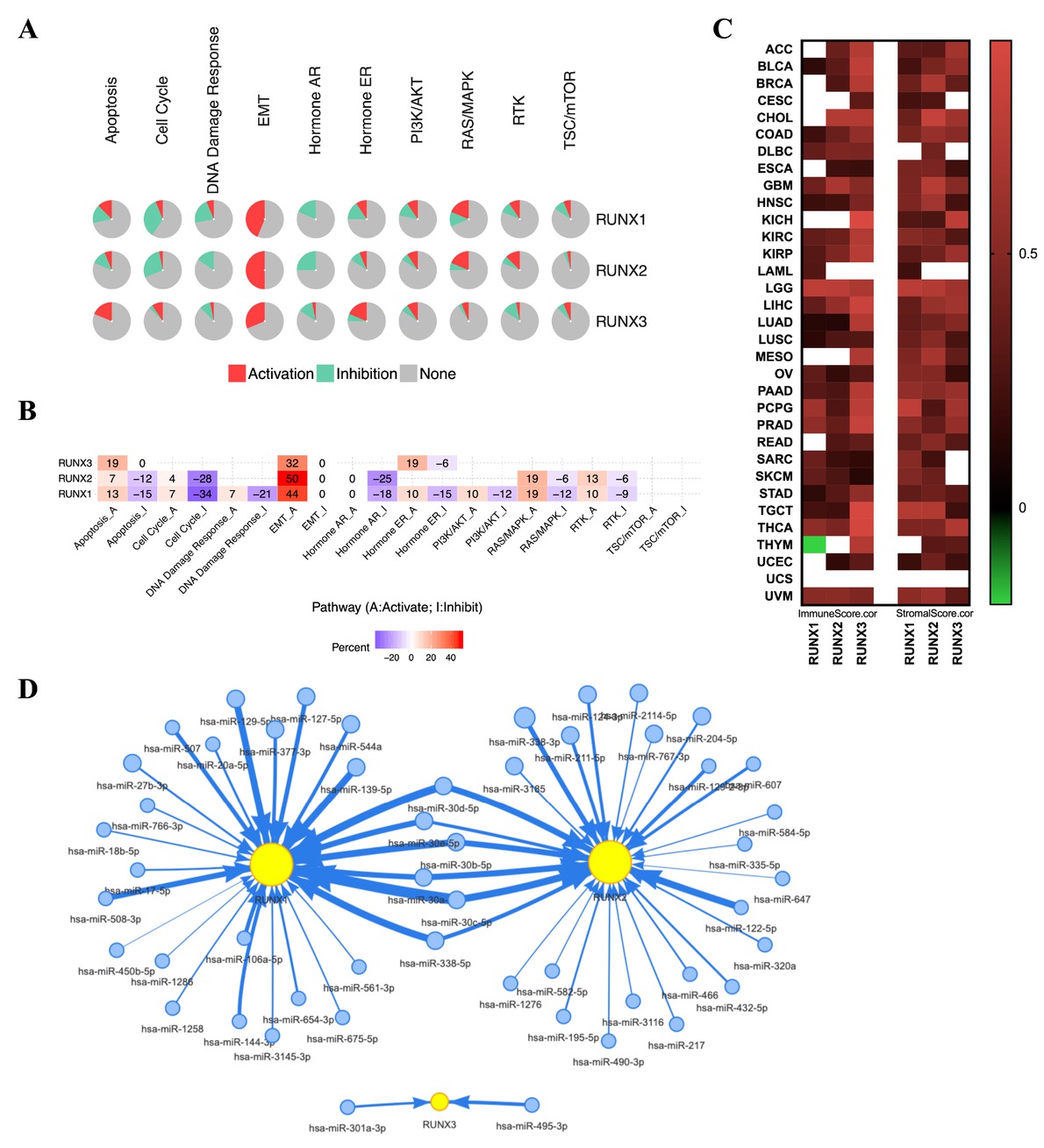 Figure 9 The pan-cancer pathway and miRNA network of RUNX genes. (A) Pathway activity showing the overall influence of RUNX on the tumorigenesis pathway in 32 cancer types ([the number of activated or inhibited cancers/32] × 100%). (B) Heatmap showing RUNX proteins that are functional (inhibited or activated) in at least five cancer types. Pathway_A (red) represents the percentage of cancers whose pathways can be activated by a given gene; pathway_I (blue) represents the percentage of cancers whose pathways can be inhibited by a given gene. (C) Correlation between RUNX genes and immune and stroma infiltration scores. (D) The pan-cancer miRNA network regulating RUNX genes. Edge width is defined by the absolute value of the correlation coefficient. BLCA: bladder urothelial carcinoma; BRCA: breast carcinoma; CESC: cervical squamous cell carcinoma and endocervical adenocarcinoma; COAD: colon adenocarcinoma; DLBC: lymphoid neoplasm diffuse large B-cell lymphoma; ESCA: esophageal carcinoma; GBM: glioblastoma multiforme; HNSC: head and neck squamous cell carcinoma; KICH: kidney chromophobe; KIRC: kidney renal clear cell carcinoma; KIRP: kidney renal papillary cell carcinoma; LAML: acute myeloid leukemia; LGG: lower-grade glioma; LIHC: liver hepatocellular carcinoma; LUAD: lung adenocarcinoma; LUSC: lung squamous cell carcinoma; PAAD: pancreatic adenocarcinoma; PRAD: prostate adenocarcinoma; SKCM: skin cutaneous melanoma; STAD: stomach adenocarcinoma; TGCT: testicular germ cell tumors; THCA: thyroid carcinoma; THYM: thymoma; UCEC: uterine corpus endometrial carcinoma; UVM: uveal melanoma; CHOL: cholangiocarcinoma; MESO: mesothelioma; OV: ovarian serous cystadenocarcinoma; PCPG: pheochromocytoma and paraganglioma; READ: rectum adenocarcinoma; SARC: sarcoma; UCS: uterine carcinosarcoma.