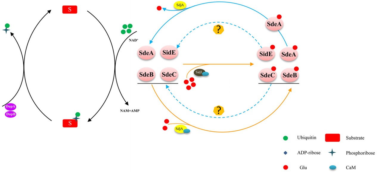 Figure 1 The PR-ubiquitination pathway and regulation of the SidE effector family. The SidE effector family (SidE, SdeA, SdeB, and SdeC) catalyzes a NAD-dependent PR ubiquitination. Two PR-Ub–specific deubiquitinases (DupA and DupB) cleave the PR-Ub from PR-ubiquitinated substrates. SidJ activated by CaM inhibits the ADP-ribosyltransferase activity of SidEs. In addition, SdjA inhibits the ubiquitin ligase activity of SdeB and SdeC by glutamylation and functions as a deglutamylase that reverses SidJ-induced glutamylation on SdeA. ADP: adenosine diphosphate; CaM: calmodulin; NAD: nicotinamide adenine dinucleotide; PR: phosphoribosyl; PR-Ub: phosphoribosyl ubiquitin.