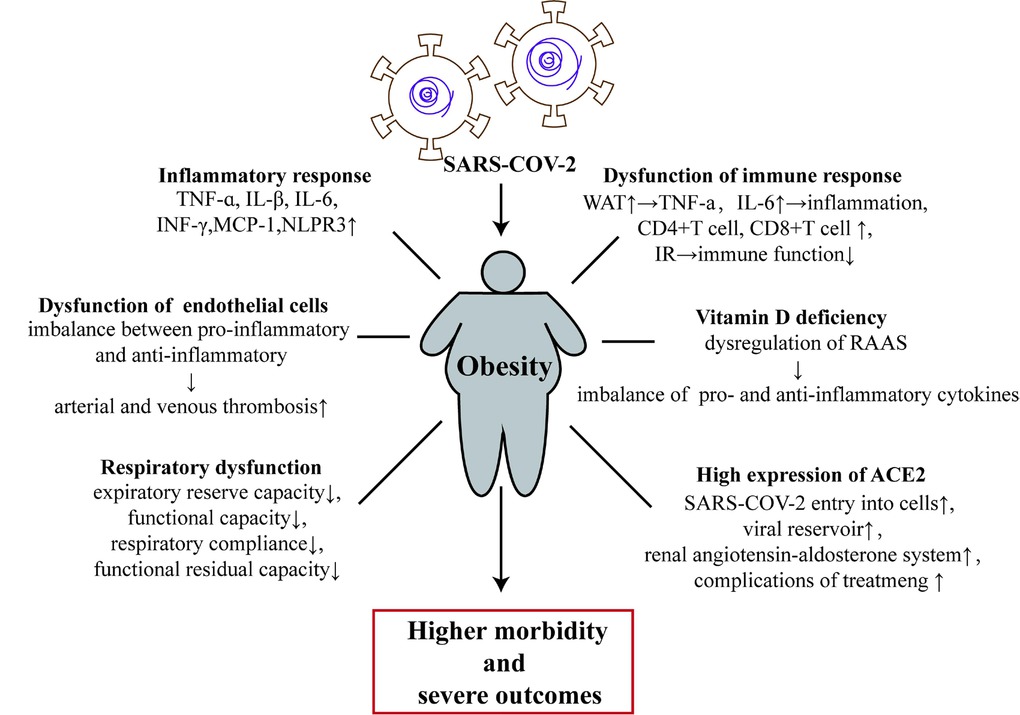 Figure 1 Obesity and related comorbidities are associated with the pathogenesis and physiological changes that lead to infection and pathogenicity of COVID-19. ACE2: angiotensin-converting enzyme 2; IR: insulin resistance; IL-1β: interleukin-1β; IL-6: interleukin-6; TNF-α: tumor necrosis factor-alpha; INF-γ: interferon-γ; MCP-1: monocyte chemoattractant protein-1; RAAS: renal–angiotensin–aldosterone system; SARS-CoV-2: severe acute respiratory syndrome coronavirus-2; TNFR: tumor necrosis factor receptor; WAT: white adipose tissue; COVID-19: coronavirus disease 2019.