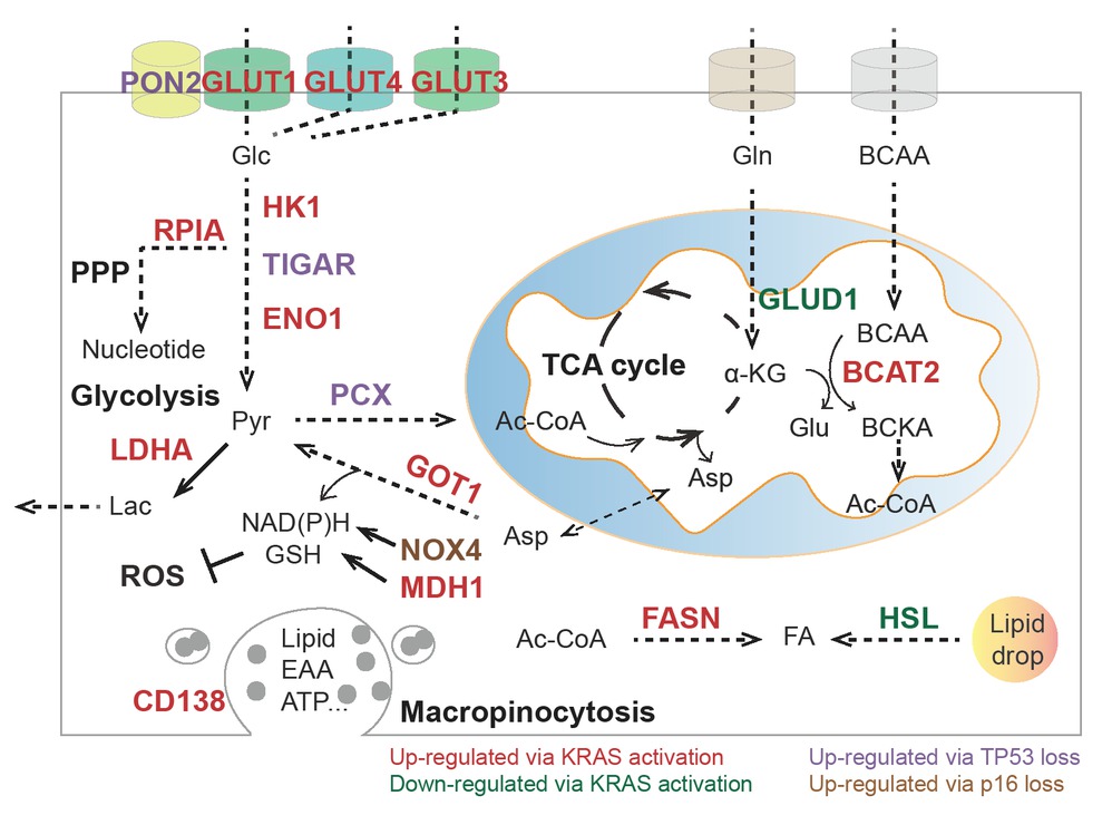 Figure 1 Summary of metabolic pathways and enzymes influenced by KRAS, TP53, and p16. PON2: paraoxonase 2; GLUT1: glucose transporter 1; GLUT3: glucose transporter 3; GLUT4: glucose transporter 4; HK1: hexokinase 1; TIGAR: Trp53-induced glycolysis regulatory phosphatase; ENO1: alpha-enolase; LDHA: lactic dehydrogenase A; RPIA: ribose 5-phosphate isomerase A; Pcx: pyruvate carboxylase function; BCKA: branched-chain α-keto acids; BCAT: branched-chain aminotransferases; GLUD1: glutamate dehydrogenase 1; GOT1: aspartate transaminase; NOX4: NAD(P)H oxidase 4; MDH1: malate dehydrogenase 1; HSL: hormone-sensitive lipase; FASN: fatty acid synthase; Glc: glucose; Lac: lactate; Pyr: pyruvate; Ac-CoA: acetyl-CoA; αKG: α-ketoglutarate; Gln: glutamine; Glu: glutamate; Asp: aspartate; BCAA: branched-chain amino acids; FA: fatty acids; EAA: essential amino acids; NADH: nicotinamide adenine dinucleotide; NADPH: nicotinamide adenine dinucleotide phosphate; GSH: glutathione; PPP: pentose phosphate pathway; TCA cycle: tricarboxylic acid cycle; ROS: reactive oxygen species.