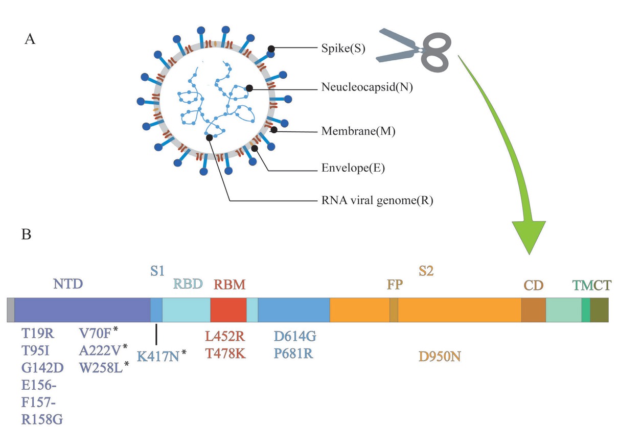 Figure 1 Structure of SARS-CoV-2 and mutations of delta variant. (A) SARS-CoV-2 forms coated spherical particles with diameters of 100–160 nm. It contains a 27–32 kb positive ssRNA genome. Envelope glycoproteins spike protein (S), envelope (E), membrane (M), and nucleocapsid (N) are encoded by 3' terminal genome. (B) Spike protein is critical for the virus to invade the host, which is also a key focus in the research on SARS-CoV-2. S1 and S2 subunits and a transmembrane domain constitute a spike protein. Scissor cuts at the boundary of S1 and S2. RBD containing the core-RBD and RBM, and NTD are on S1, which undertakes the role of binding to the host cell receptor, especially RBD, while S2 consists of FP, CD, and CT, contributing to membrane fusion. Mutations of delta variant are marked in the figure. ssRNA: single-stranded RNA; NTD: amino-terminal domain; RBD: receptor-binding domain; RBM: receptor-binding motif; FP: fusion peptide; CD: connecting domain; TM: transmembrane domain; CT: cytoplasmic tail; SARS-CoV-2: severe acute respiratory syndrome novel coronavirus. *Detected in some sequences of delta variant, but not all.