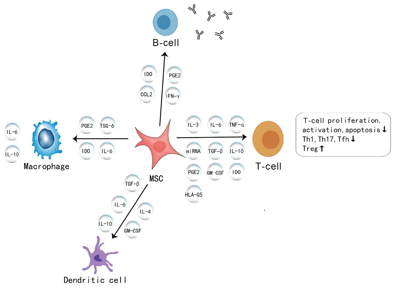 Figure 1 A diagrammatic representation of immunomodulatory properties of MSCs in connective tissue diseases. MSC: mesenchymal stromal cell; IL-16: interleukin-16; IFN-γ: interferon-γ; TNF: tumour necrosis factor; IDO: indoleamine 2,3-dioxygenase; PGE2: prostaglandin E2; CCL2: CC chemokine ligand 2; HLA-G5: human leukocyte antigen-G5; TSG-6: TNF-α–stimulated gene 6 protein; miRNA: microRNA; TGF-β: transforming growth factor β; GM-CSF: granulocyte– macrophage colony-stimulating growth factor; Th1: helper T-cell 1; Th 17: helper T-cell 17; Tfh: T follicular helper cells; Treg cells: regulatory T cells.