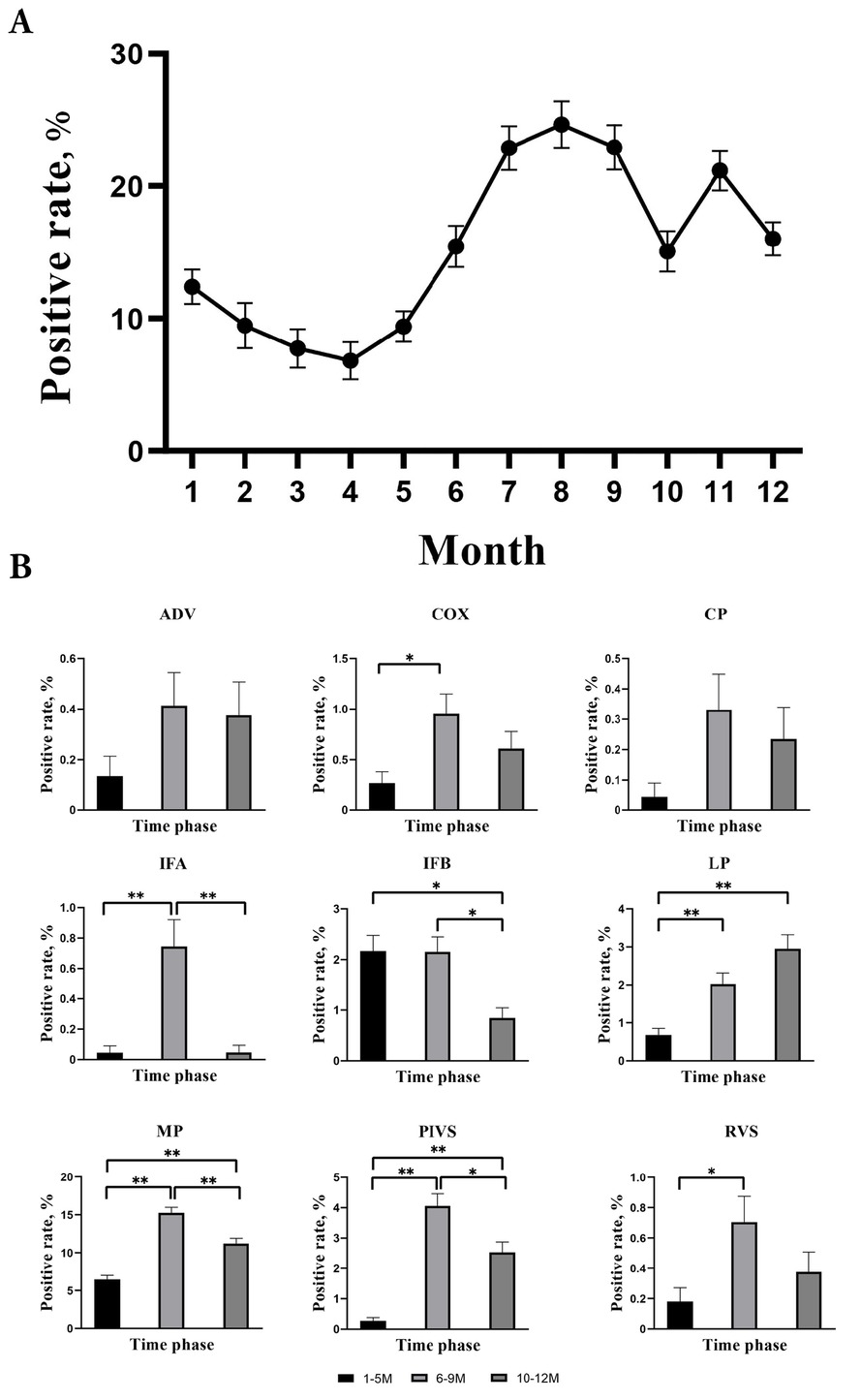 Figure 1 The distribution characteristics of overall and individual positive rates of respiratory pathogens with change of time. (A) The figure shows the monthly distribution of positive rates, which had a positive response to at least one of the nine respiratory viruses. The trend of virus infection with time was drawn using positive rates in various months, and the error bars of the curve indicate 95% confidence intervals. (B) The figure shows the individual positive rates of the nine respiratory viruses based on three time phases. The Bonferroni method was utilized to perform pairwise comparisons for the positive rates between every two groups in different time phases. *P < 0.05; **P < 0.001. ADV: adenovirus; COX: Rickettsia Q fever; CP: Chlamydia pneumoniae; IFA: influenza A; IFB: influenza B; LP: Legionella pneumophila; M: month; MP: Mycoplasma pneumoniae; PIVS: parainfluenza viruses; RVS: respiratory syncytial virus.