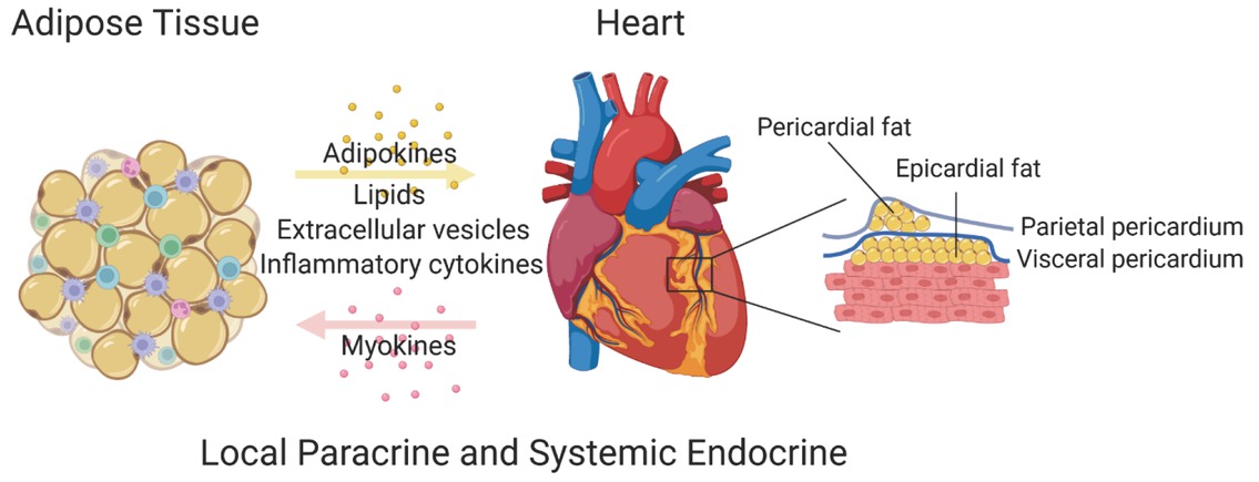 Figure 1 The crosstalk between adipose tissue and the heart.