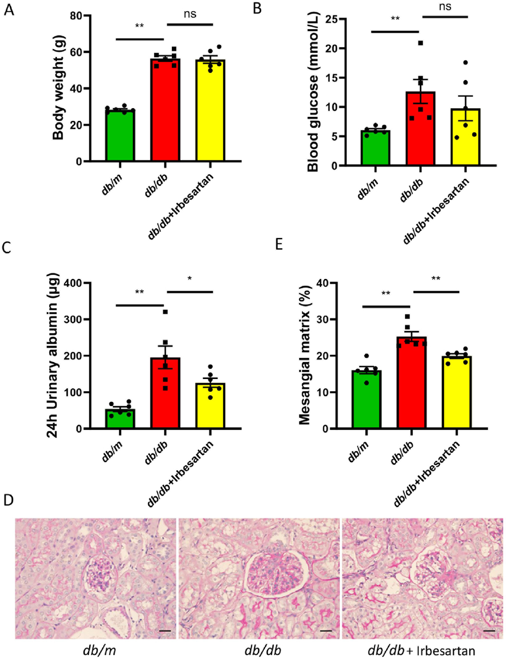 Figure 1 
Irbesartan alleviates proteinuria and pathological injuries of kidney in db/db mice. (A and B) Body weight and blood glucose were measured at the end of the experiment. (C) Twenty-four-hour urinary albumin was found. The magnification of the images is 400×. (D) PAS staining was used to evaluate the renal injuries (scale bar, 50 μm). (E) Semi-quantitative measurements of mesangial matrix area were performed using PAS staining. Data are presented as the mean ± SEM. *P < 0.05, **P < 0.01. PAS: periodic acid-Schiff, SEM: standard error of the mean.
