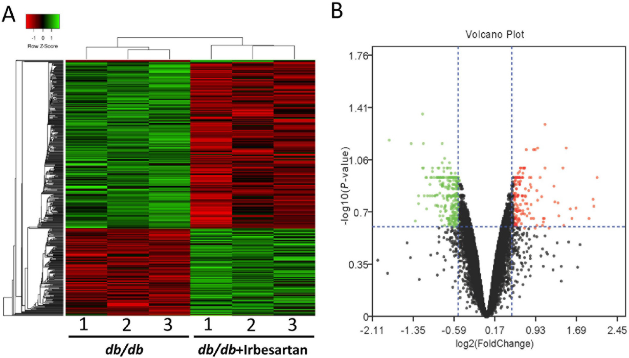 Figure 2 
Identification of DEGs in kidneys of db/db mice with or without irbesartan treatment. (A) Heat map of DEGs between db/db mice and db/db mice + irbesartan. (B) Volcano plot shows the distribution of DEGs. DEGs: differentially expressed genes.
