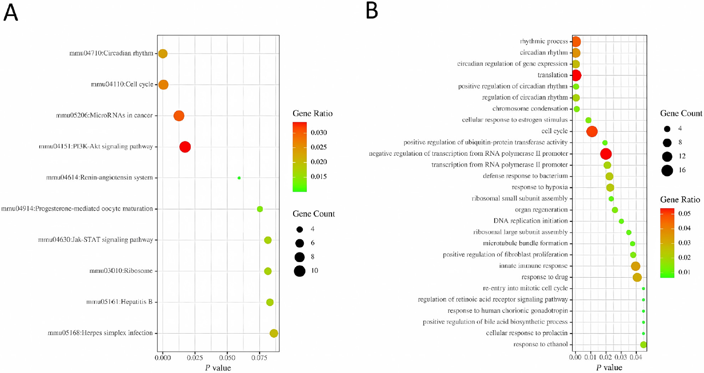 Figure 3 
GO classification and KEGG pathway analysis of related DEGs. (A) GO enrichment analysis of DEGs in the biological process. (B) KEGG pathway analysis of DEGs. DEGs: differentially expressed genes, GO: gene ontology, KEGG: Kyoto Encyclopedia of Genes and Genomes.
