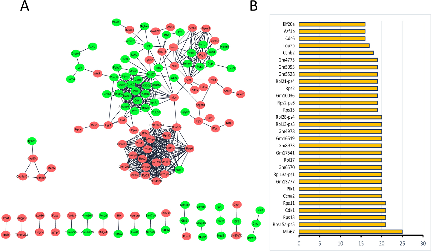 Figure 4 
PPI network constructed with the DEGs to screen crucial genes. (A) PPI network for DEGs between db/db mice with and without irbesartan. Circles represent nodes and lines between nodes represent edges, which indicate DEGs and interactions between two DEGs, respectively. The red circle is the upregulated gene, and the green circle is the downregulated gene. (B) The most significant 30 node degree genes in the PPI network. DEGs: differentially expressed genes, PPI: protein–protein interaction.
