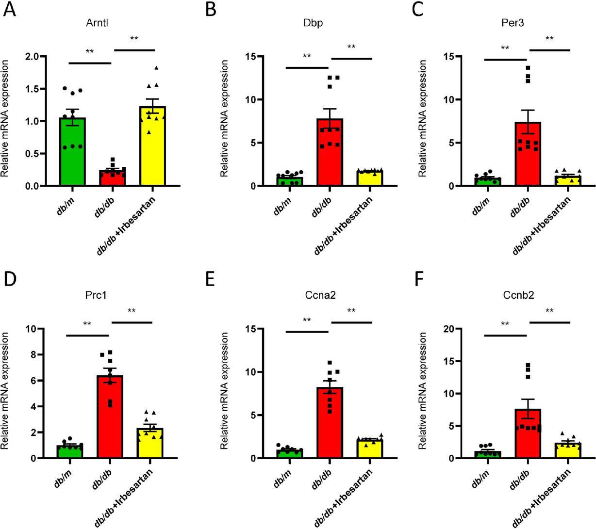 Figure 7 
The differentially expressed genes validated by qRT-PCR. (A–C) The expression of circadian rhythm-related genes, including Arntl, Dbp, and Per3. (D, E) The expression of cell cycle-related genes, including Prc1, Ccna2, and Ccnb2. Data are expressed as the mean ± SEM, **P < 0.01. qRT-PCR: quantitative real-time polymerase chain reaction, SEM: standard error of the mean.
