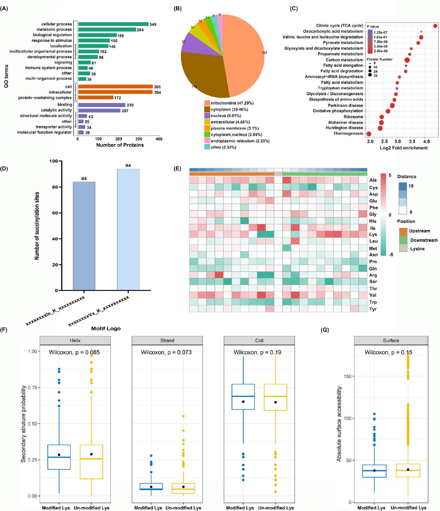 Figure 2
Functional enrichment analysis of upregulated Ksucc proteins and structural analysis of identified succinyl proteins in HaCaT cells in response to hyperthermia. (A) GO characterization of succinylated proteins based on BP, CC, and MF. (B) The subcellular location of succinylated proteins. The enrichment analysis of succinylproteins in terms of (C) KEGG pathway. (D) Number of succinylated peptides in each motif. (E) Heat map of the amino acid surrounding succinyl-lysine. Properties of modified lysine based on (F) secondary structure probability and (G) absolute surface accessibility. Helix: alpha helix; Strand: beta-strand; Coil: coiled coil; BP: biological process; CC: cellular component; MF: molecular function; GO: Gene Ontology; KEGG: Kyoto Encyclopedia of Genes and Genomes.