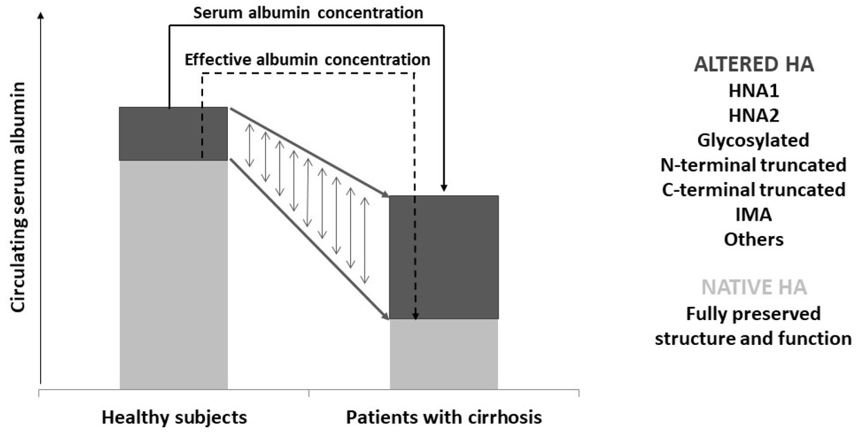 Figure 1 Graphic representation of the concept of effective albumin. In healthy subjects, the native isoform, with preserved molecular structure and functions, largely prevails among the circulating albumin isoforms. Patients with advanced cirrhosis show a reduction in total serum albumin concentration. However, the relative proportions of altered isoforms are increased, so that the amount of effective albumin can be drastically reduced. HA: human albumin; HNA1: non-mercaptalbumin 1; HNA2: non-mercaptalbumin 2; IMA: ischemia-modified albumin.