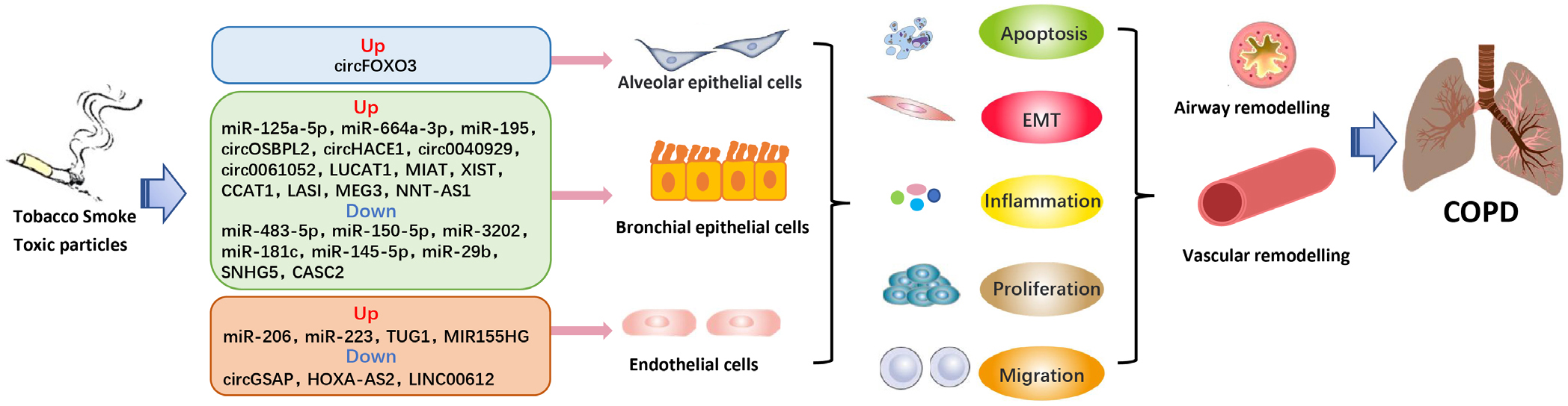 Figure 1 NcRNAs play a crucial role as regulators in the pathophysiological processes of COPD. COPD: chronic obstructive pulmonary diseae; EMT: epithelial mesenchymal transformation.