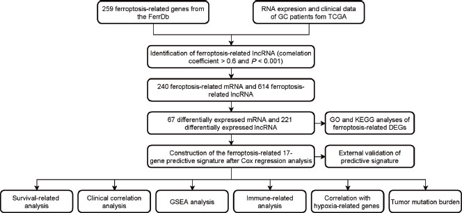 Figure 1 
Workflow of the study design. FerrDb: ferroptosis database; GC: gastric cancer; TCGA: The Cancer Genome Atlas database; lncRNA: long non-coding RNA; mRNA: messenger RNA; GO: Gene Ontology; KEGG: Kyoto Encyclopedia of Genes and Genomes; GSEA: gene set enrichment analysis; DEGs: differentially expressed genes.
