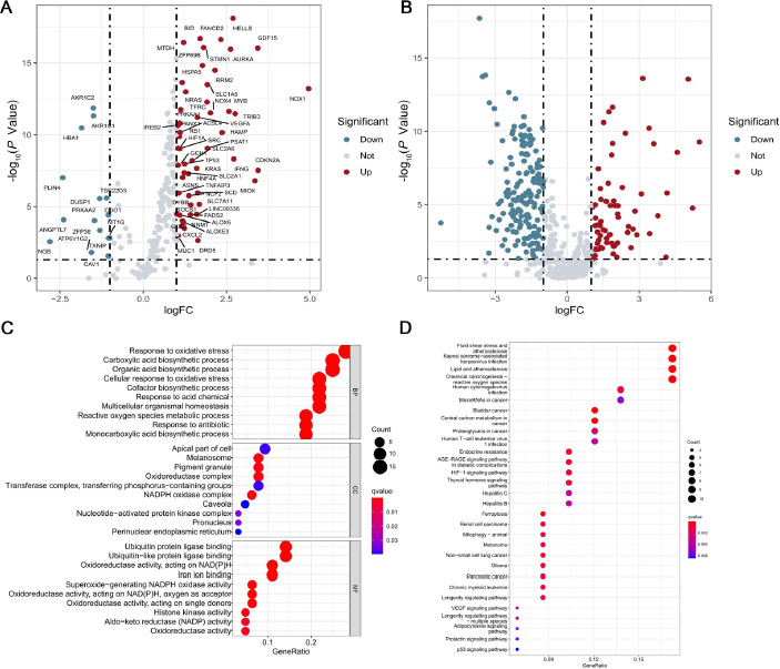 Figure 2 
Screening of ferroptosis-related differentially expressed genes. (A) Volcano map of differentially expressed mRNAs. (B) Volcano map of differentially expressed lncRNAs. (C) Results of the GO analysis including cellular component, molecular function, and biological process. (D) Results of the KEGG analysis. GO: Gene Ontology; KEGG: Kyoto Encyclopedia of Genes and Genomes; lncRNAs: long noncoding RNAs; mRNAs: messenger RNAs.
