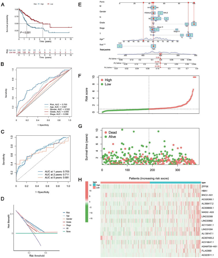 Figure 3 
Establishment and evaluation of the prognostic model. (A) Results of Kaplan-Meier analysis and the log-rank test in the different risk groups. (B) Time-dependent ROC curve of the risk score at 1, 2, and 5 years. (C) ROC curves of a risk score for clinical features in GC patients. (D) DCA of the risk factors and clinical traits. (E) The nomogram combining clinical traits and risk score predicts 1-, 3-, and 5-year OS of GC patients. (F) Risk score distribution of patients with GC. (G) Survival status distribution of patients with GC. (H) The expression heatmap of these mRNAs and lncRNAs. DCA: decision curve analysis; GC: gastric cancer; lncRNAs: long noncoding RNAs; mRNAs: messenger RNAs; OS: overall survival; ROC: receiver operating characteristic; AUC: area under the receiver operating characteristic curve. **P < 0.01; ***P < 0.001
