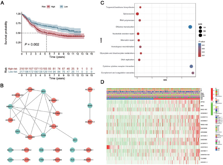 Figure 4 
Biological characteristics of the different risk groups in GC patients. (A) Results of Kaplan-Meier analysis and the log-rank test for the different SS score groups in the GEO dataset. (B) The co-expression network of lncRNA–mRNA. (C) Results of the GSEA. (D) Heatmap of the ferroptosis-related genes’ prognostic signature and clinical traits in GC patients. GC: gastric cancer; GEO: Gene Expression Omnibus; GSEA: Gene Set Enrichment Analysis; lncRNA: long noncoding RNA; mRNA: messenger RNA; SS score: Substitute Score.
