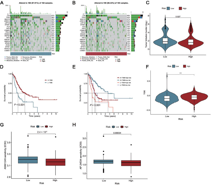 Figure 6 
Mutation landscape of the different risk groups in GC patients. (A, B) The oncoplots of the somatic mutation in the high- and low-risk groups in GC patients. (C) Violin plot for the TMB scores between the high- and low-risk groups in GC patients. (D) The Kaplan-Meier curve was used to analyze the survival of patients with low TMB and high TMB. (E) The Kaplan-Meier curve was used to analyze survival of the subgroup of patients stratified by both risk score and TMB. (F) Violin plot for the TIDE scores between the high- and low-risk groups in GC patients. (G) AS601245 sensitivity analysis between the high- and low-risk groups in GC patients. (H) AP.24534 sensitivity analysis between the high- and low-risk groups in GC patients. ***P < 0.001. GC: gastric cancer; TMB: tumor mutation burden; TIDE: tumor immune dysfunction and exclusion.
